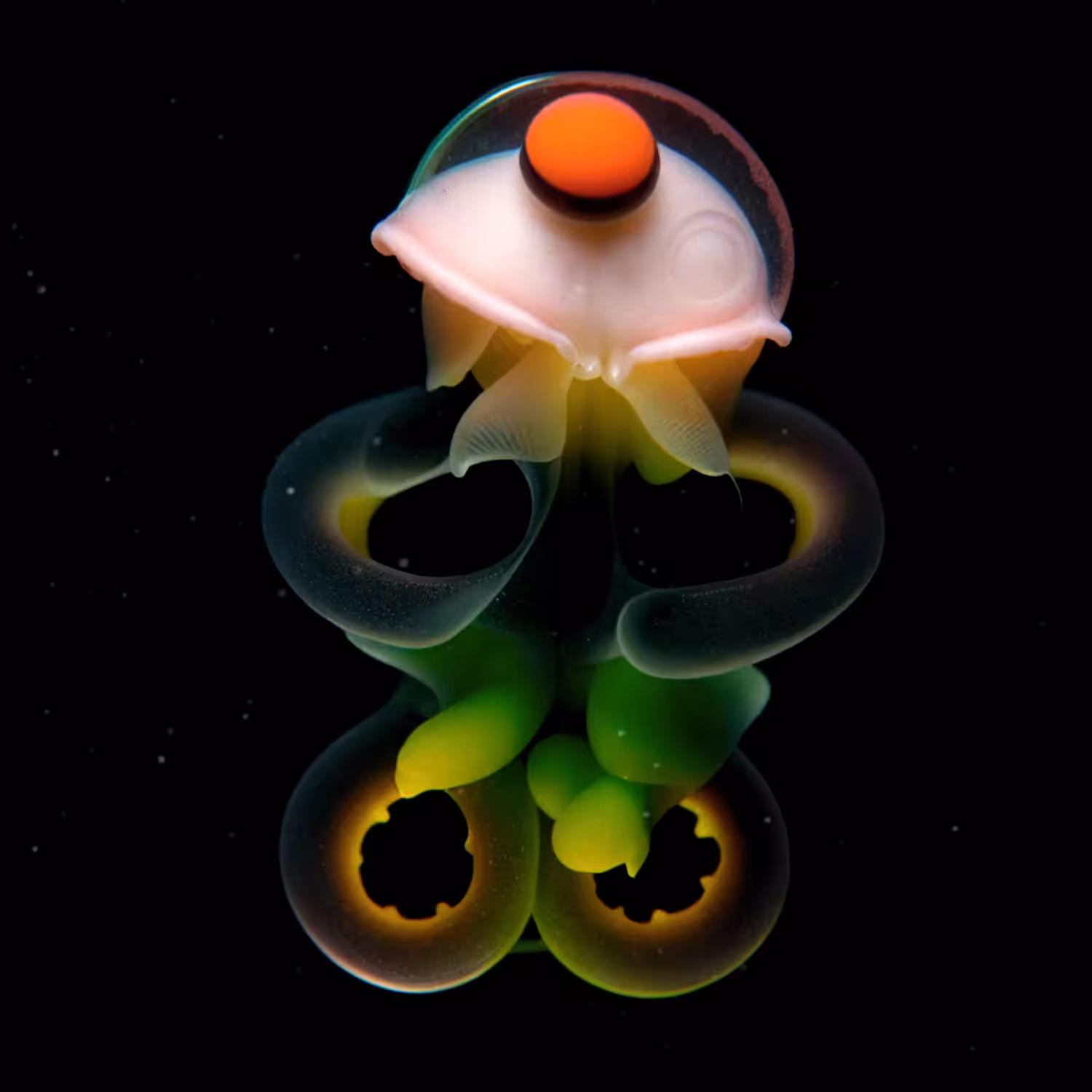 Tentaculum Luminis