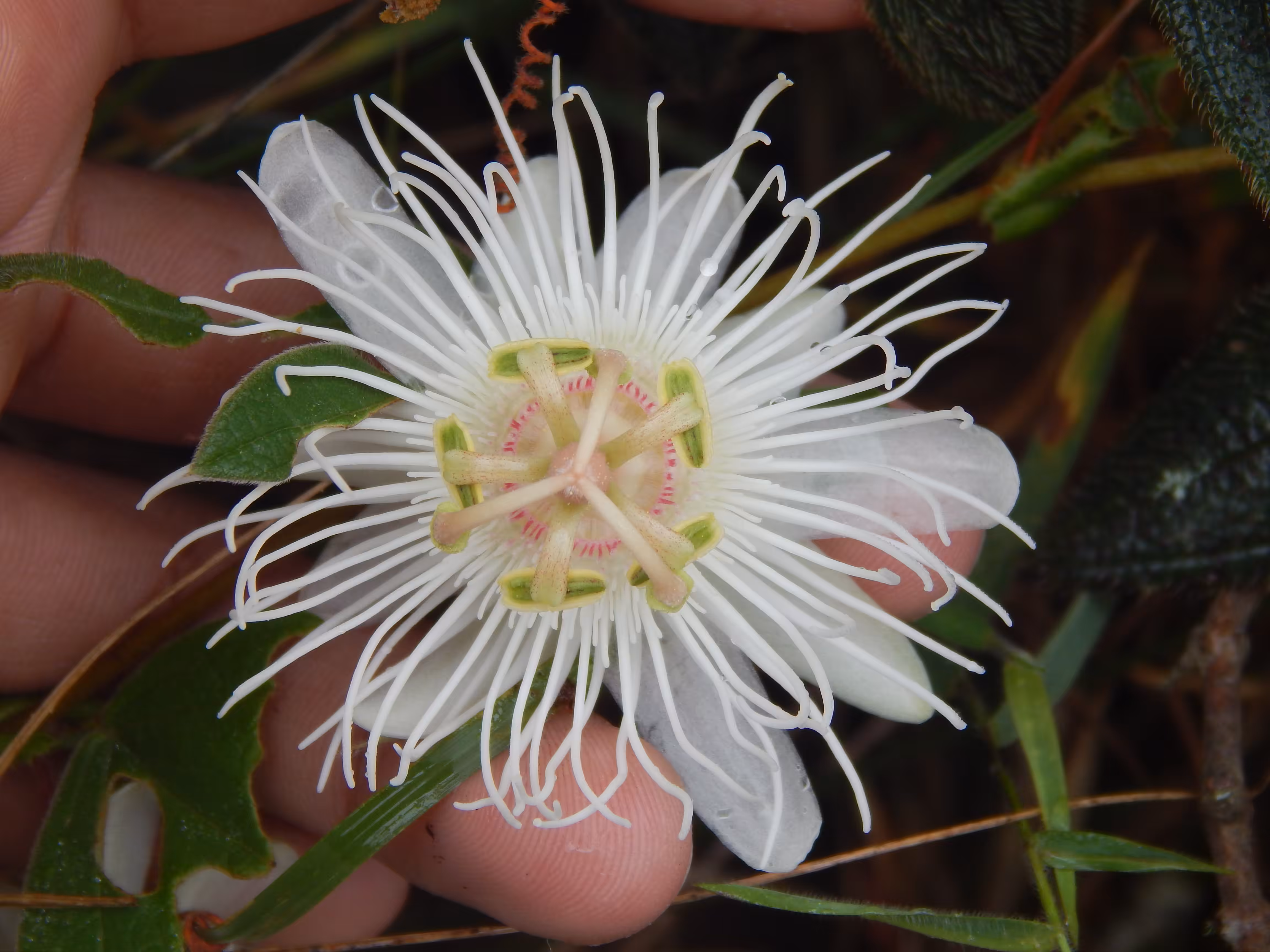 Passiflora campanulata