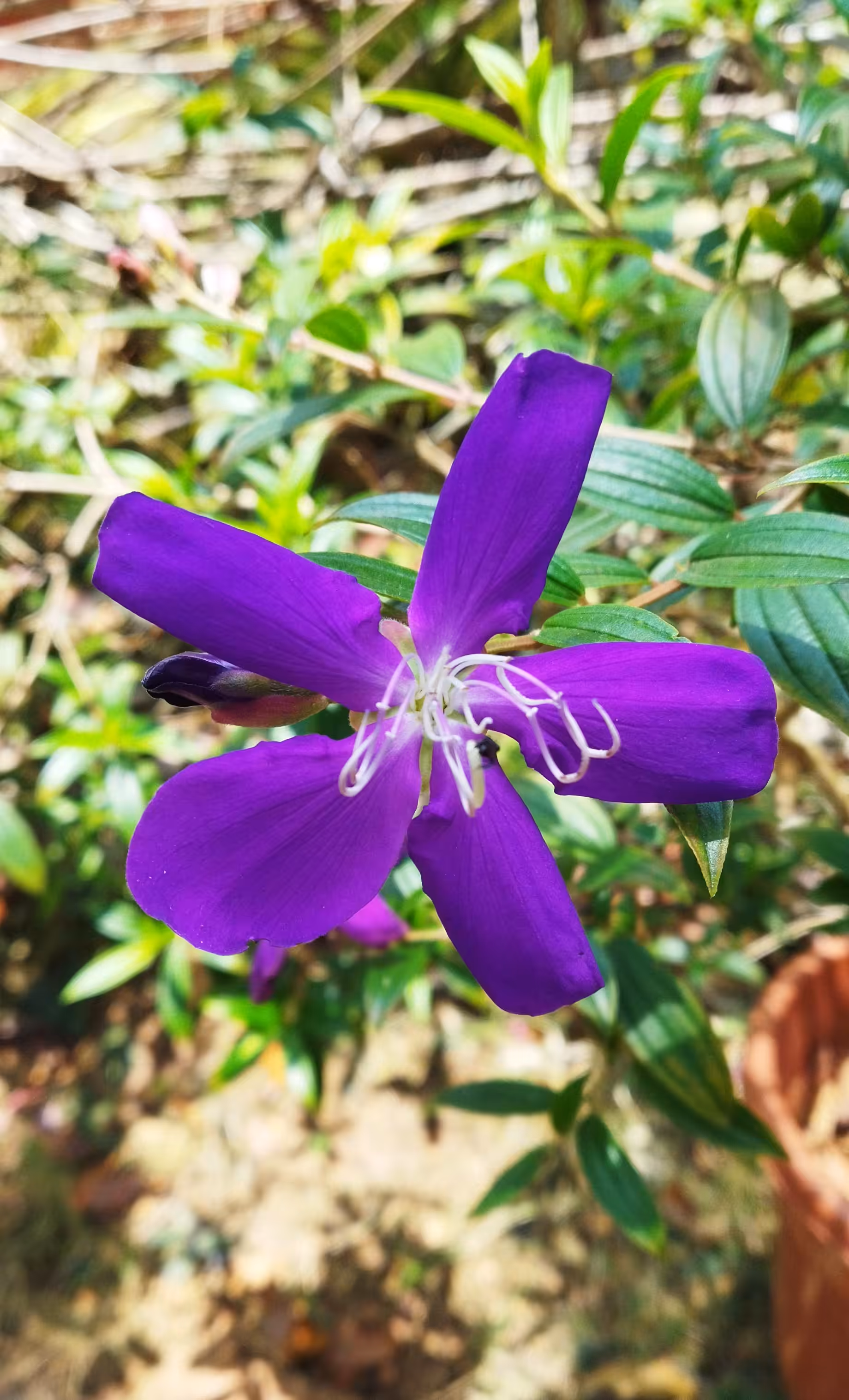 My World Of Flora And Fauna: Princess Flower 