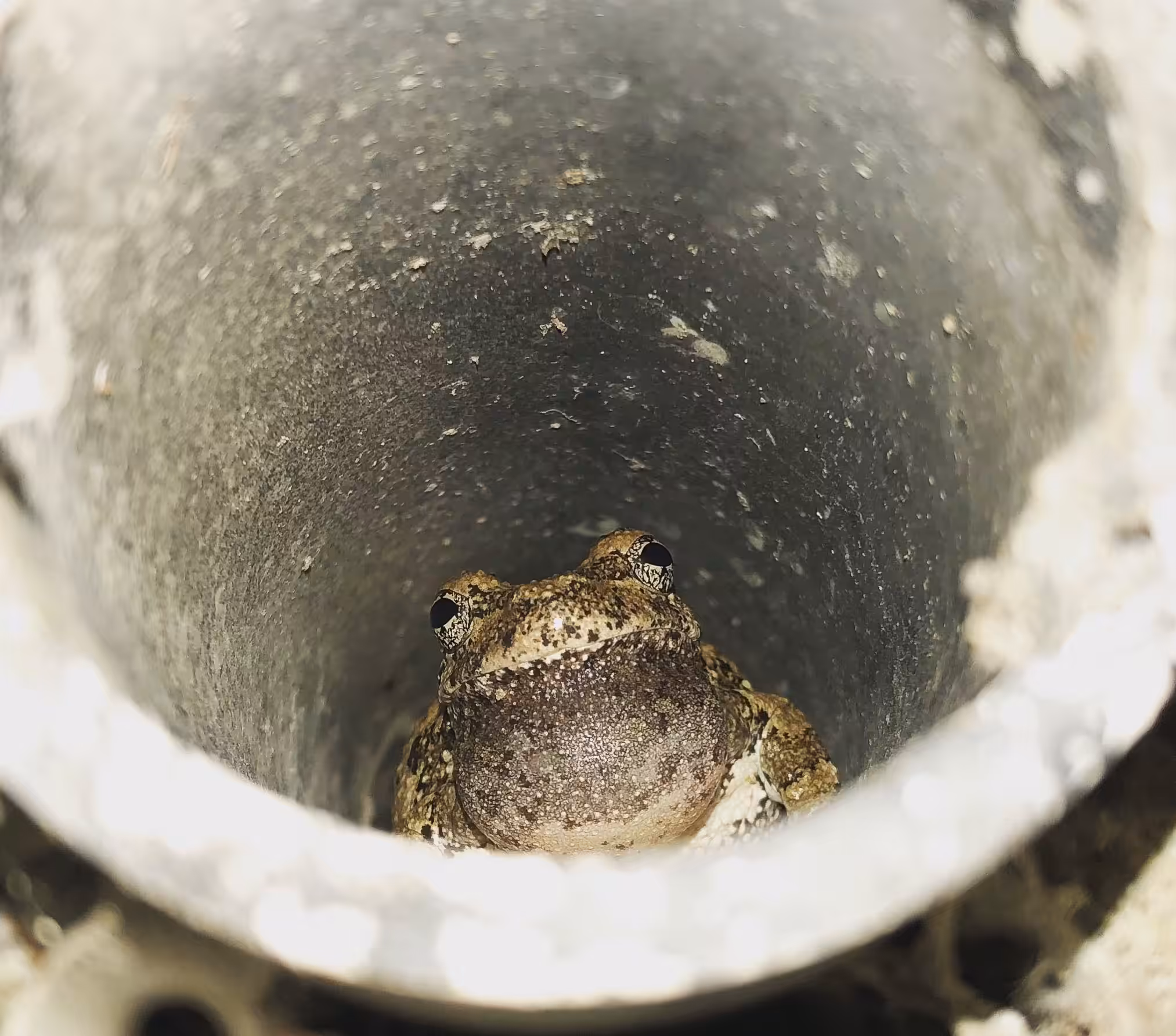 Frog in a Pipe
