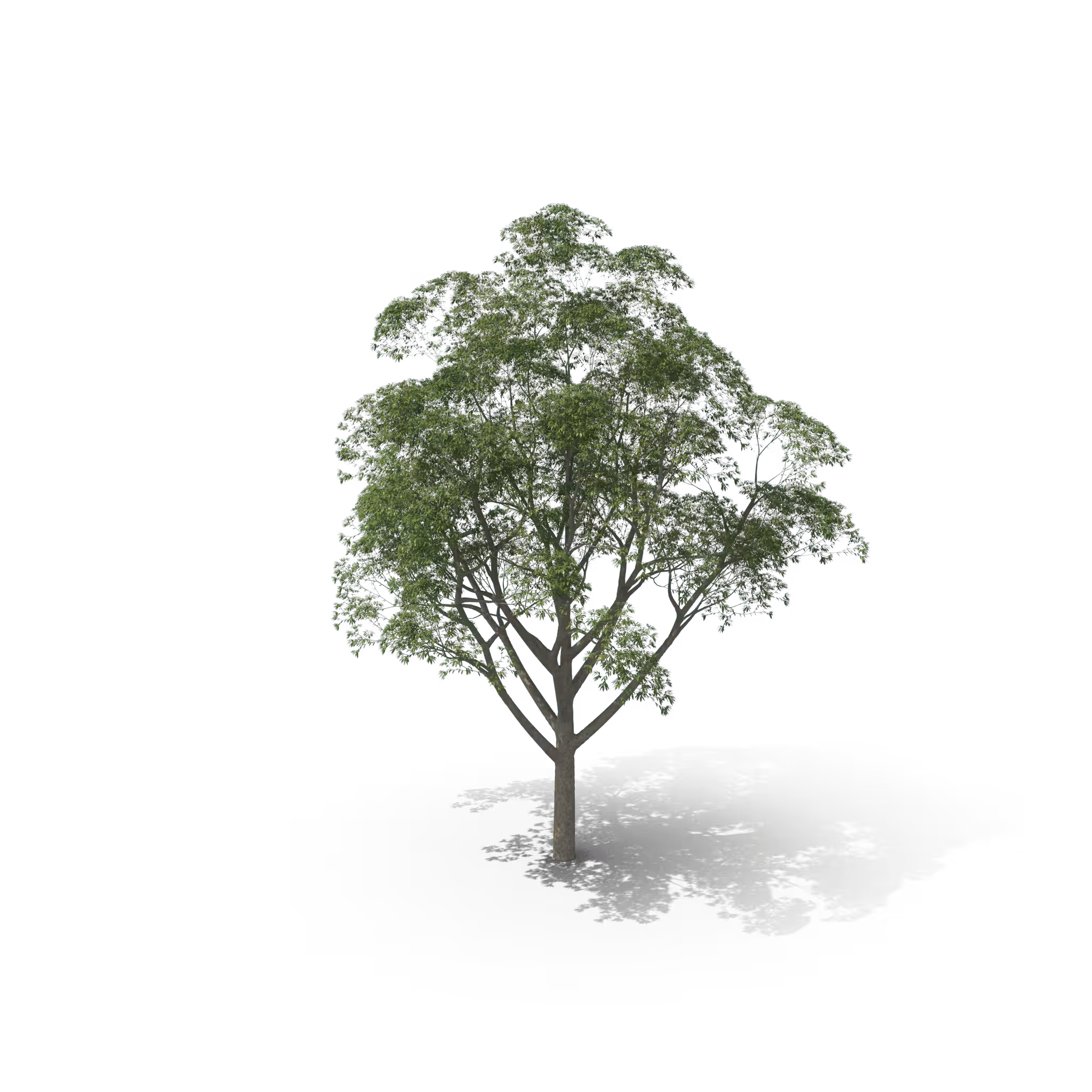 Your Tree I Gum