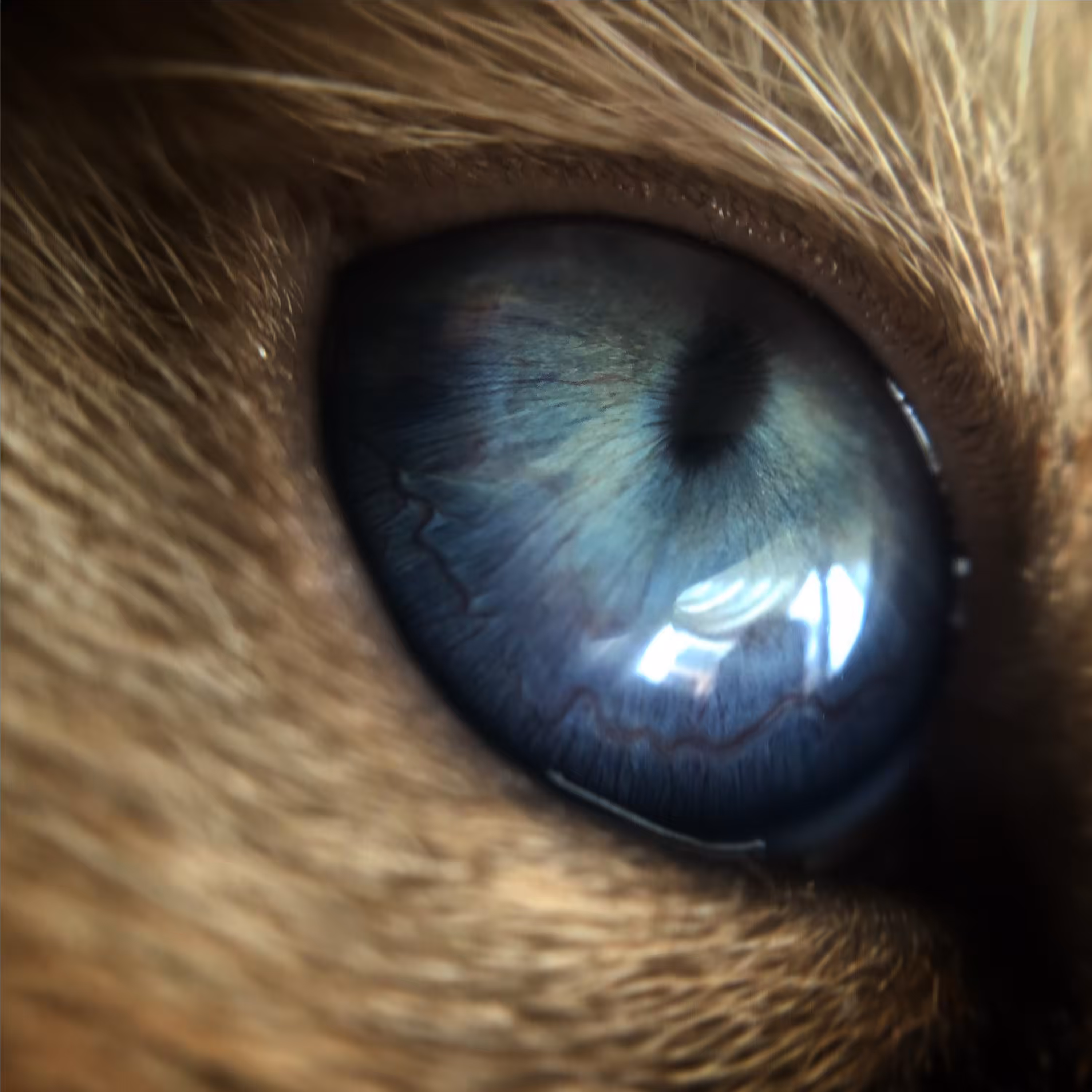 / El Gato \ #2 Dos