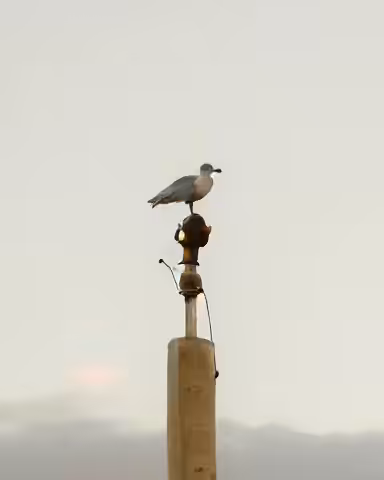 Bird in The Blue Sky
