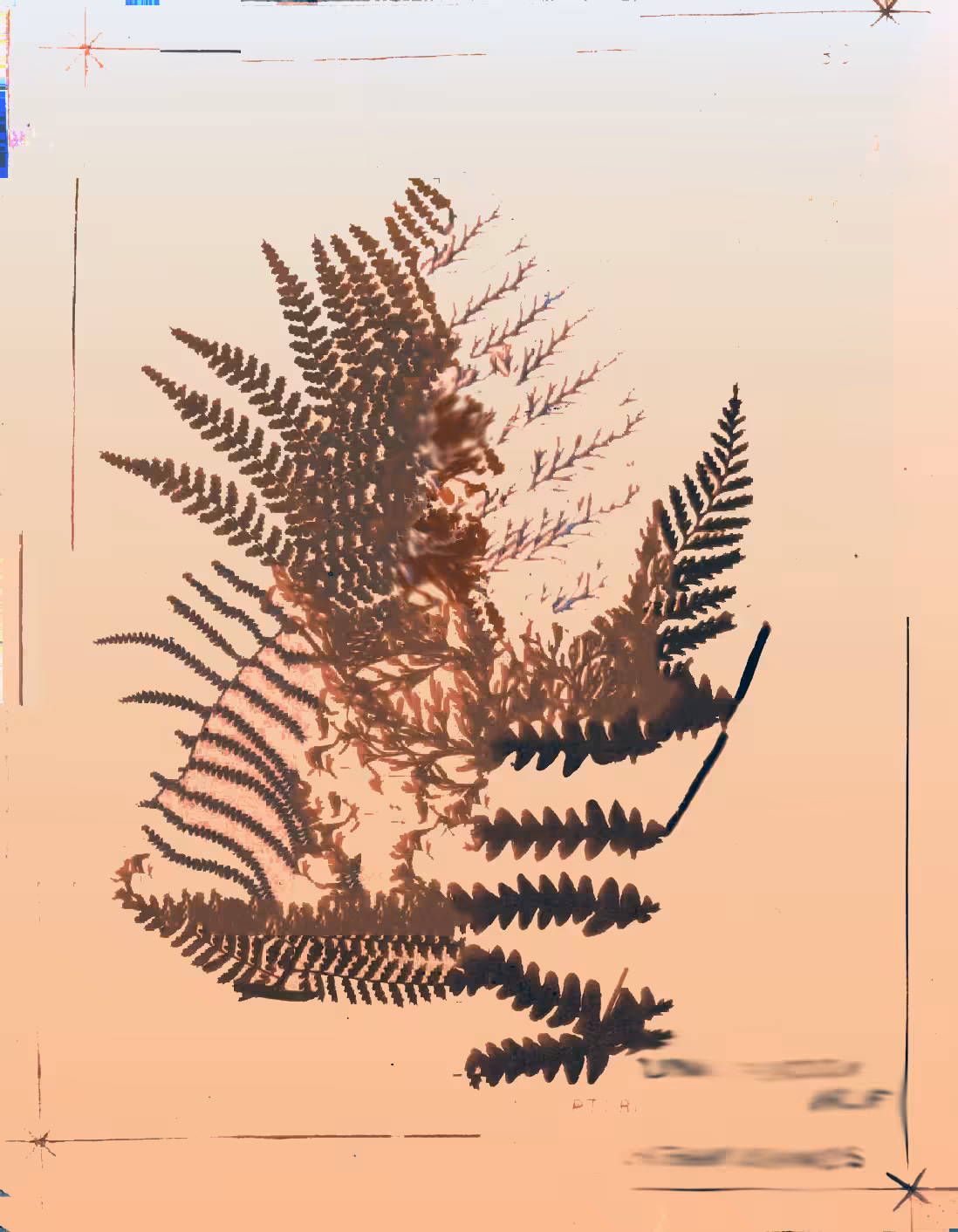Metafern (D)