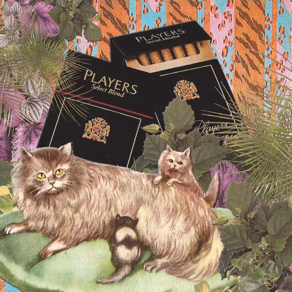 Cigarettes and kitties