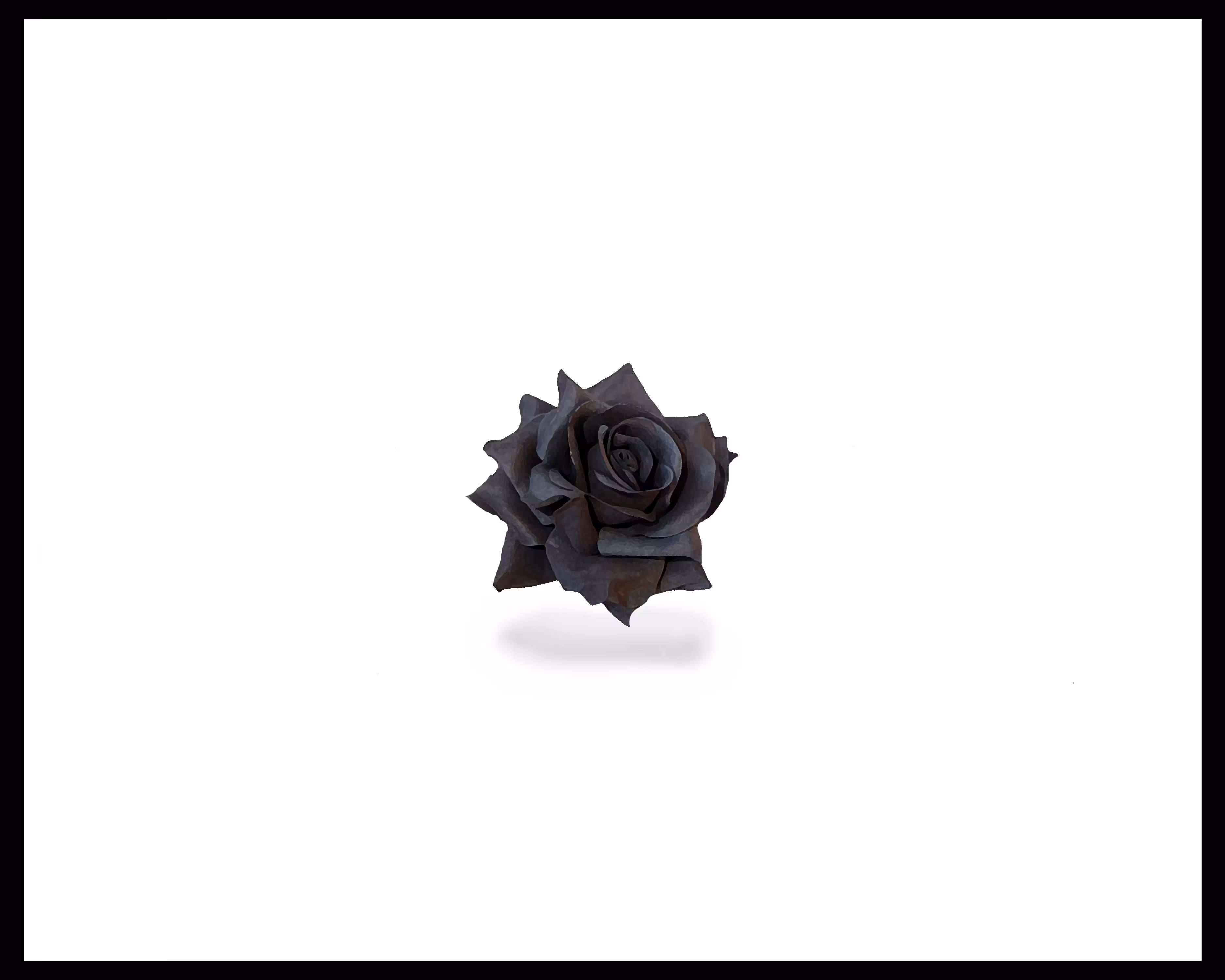 The Black Rose