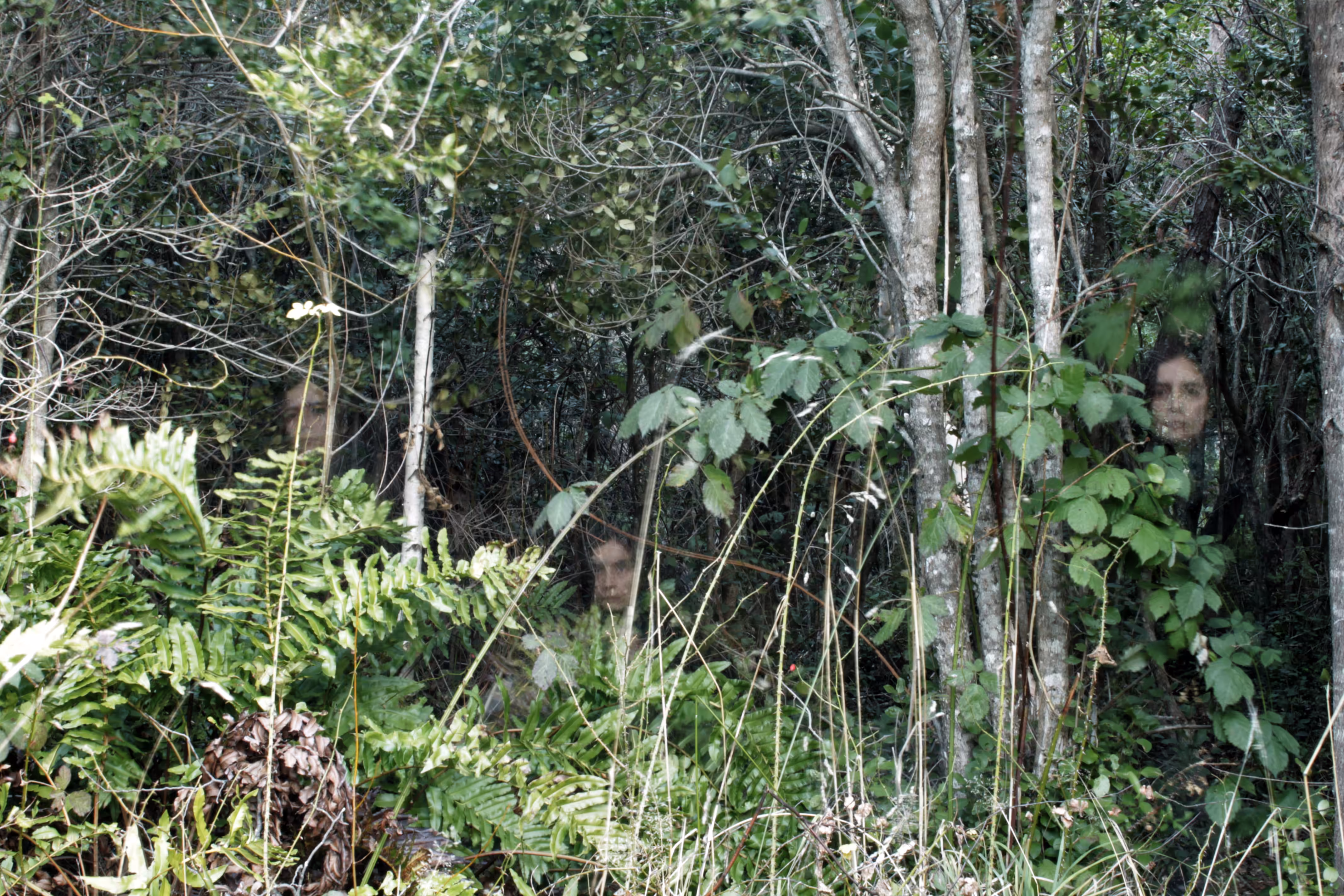 Hidden in the forest 