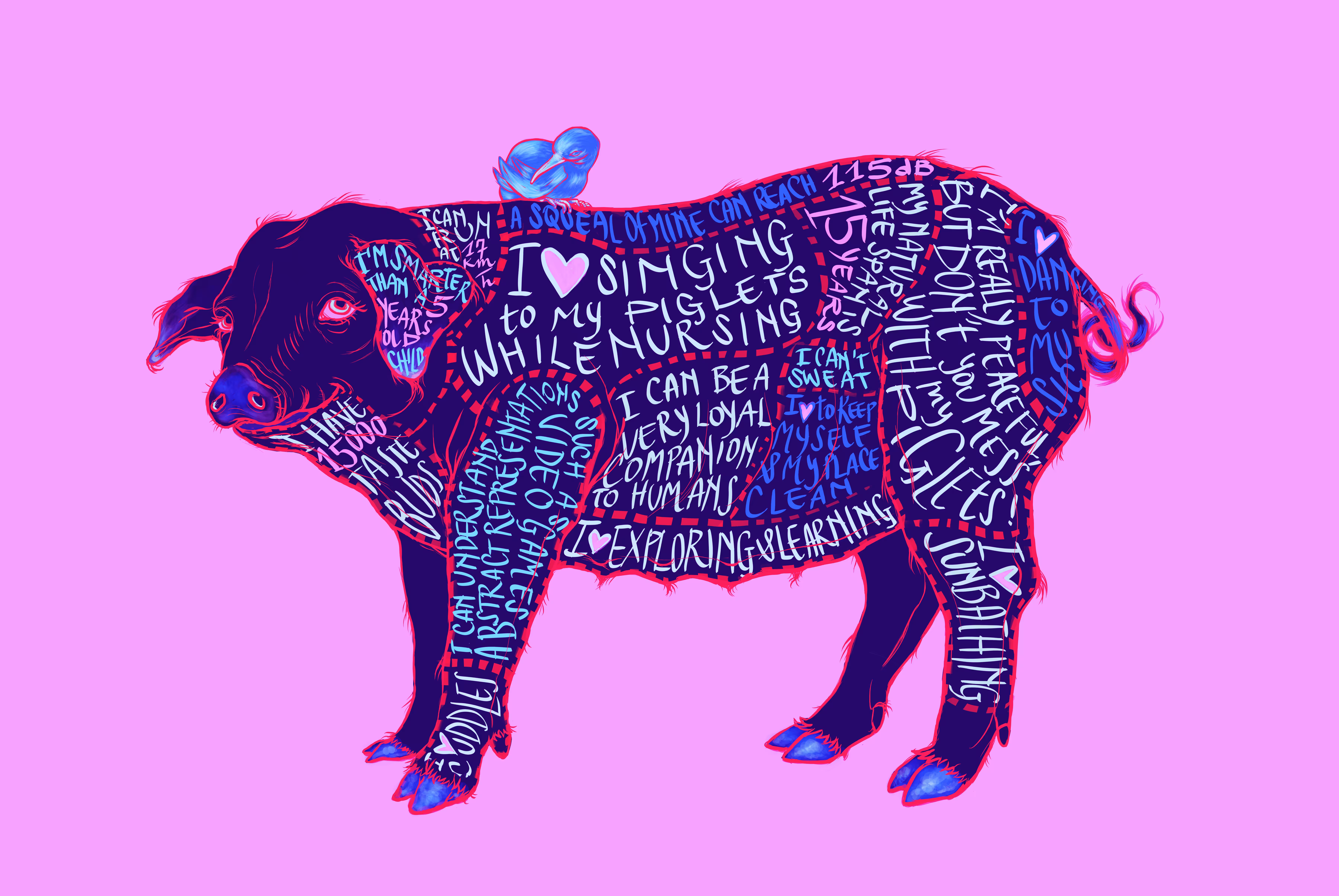 Pig