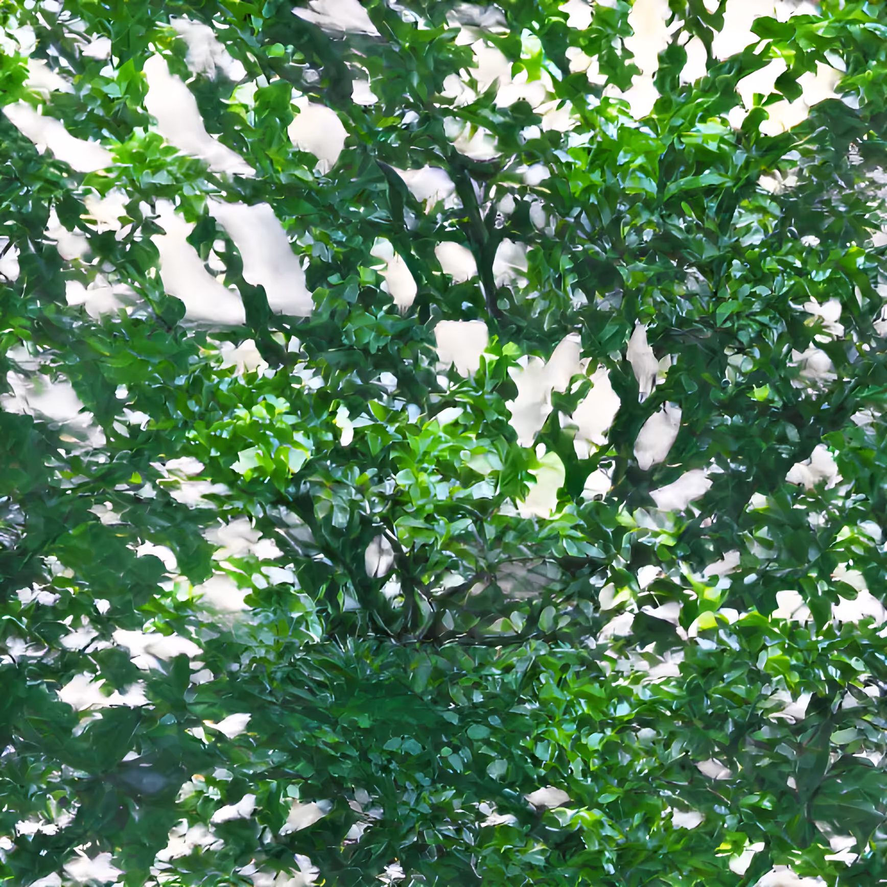 Ivy
