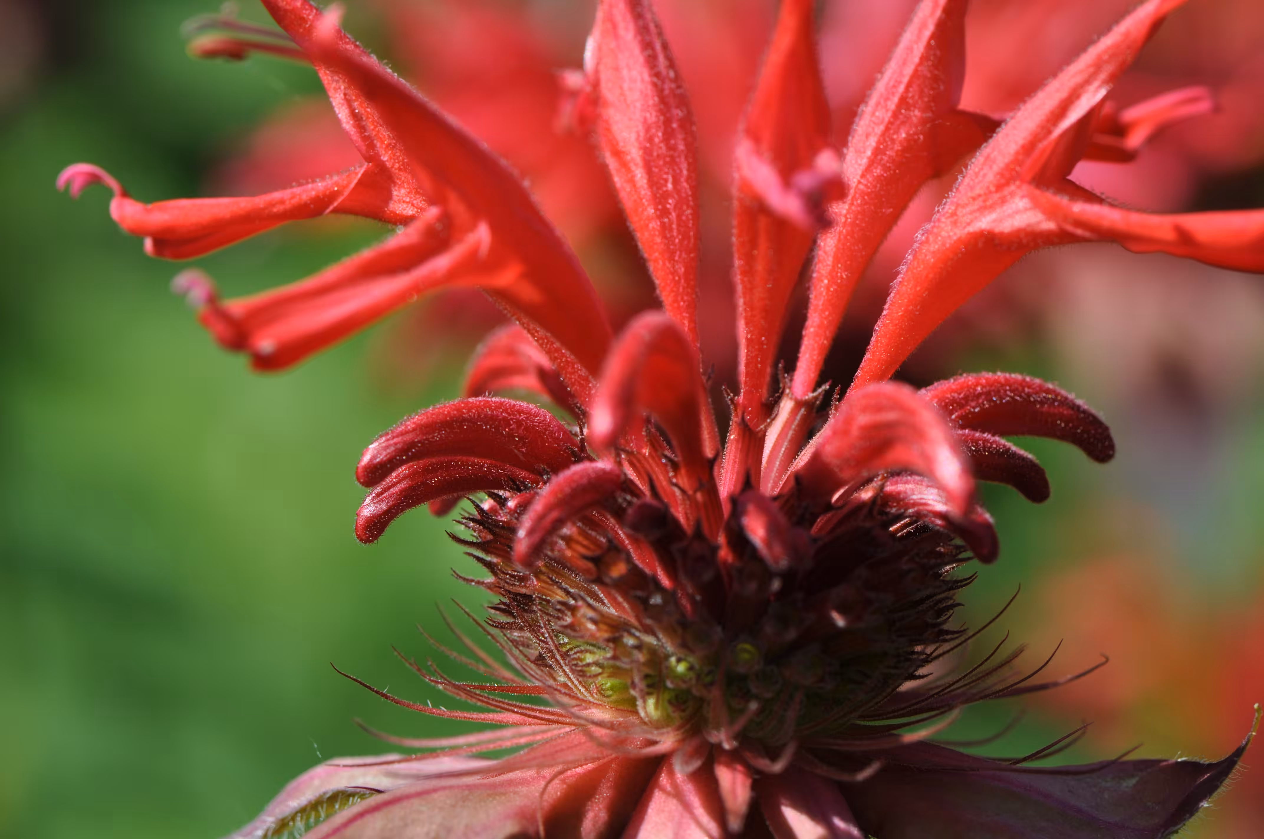 Beebalm 2