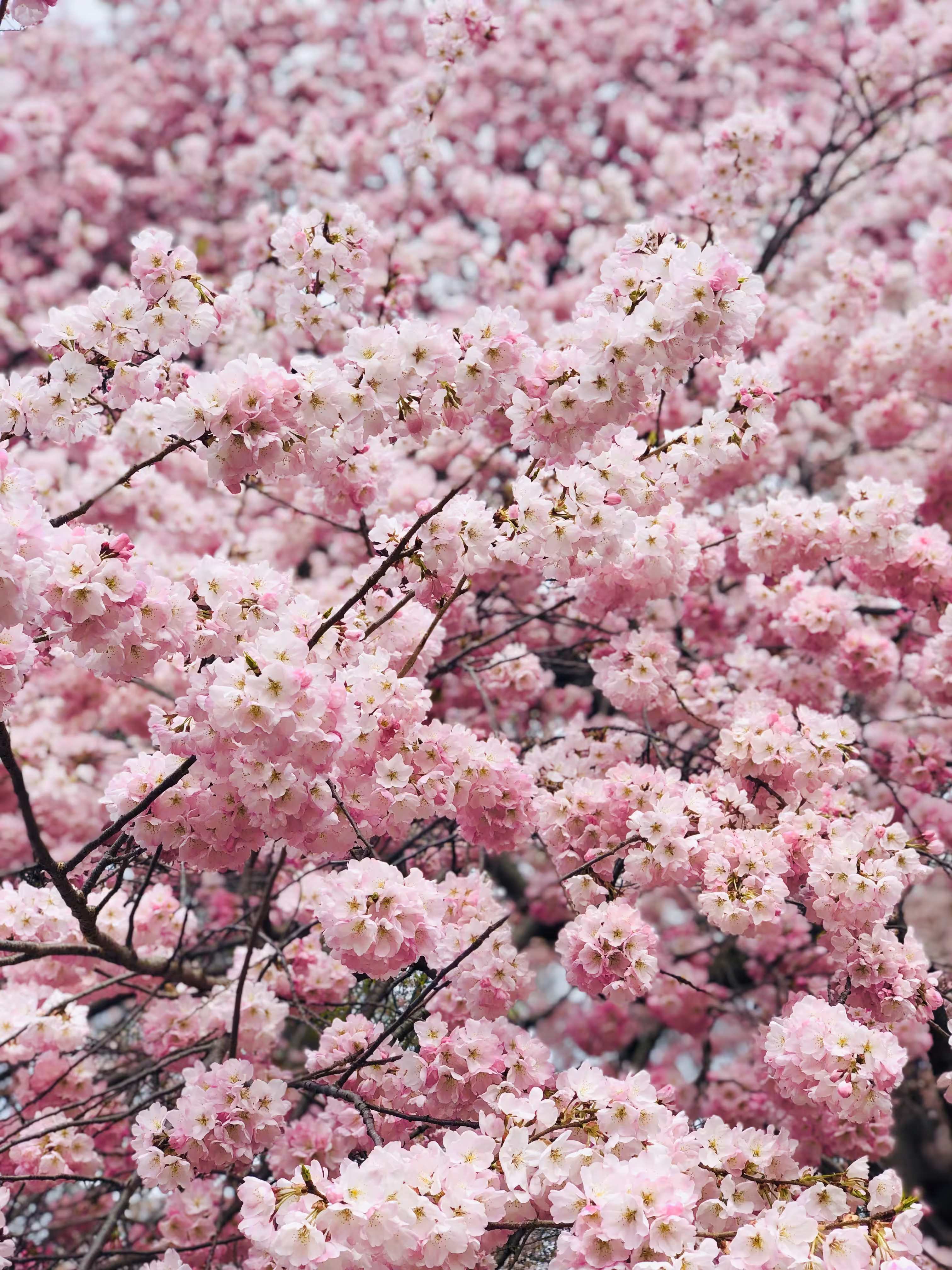 Spring In Central Park