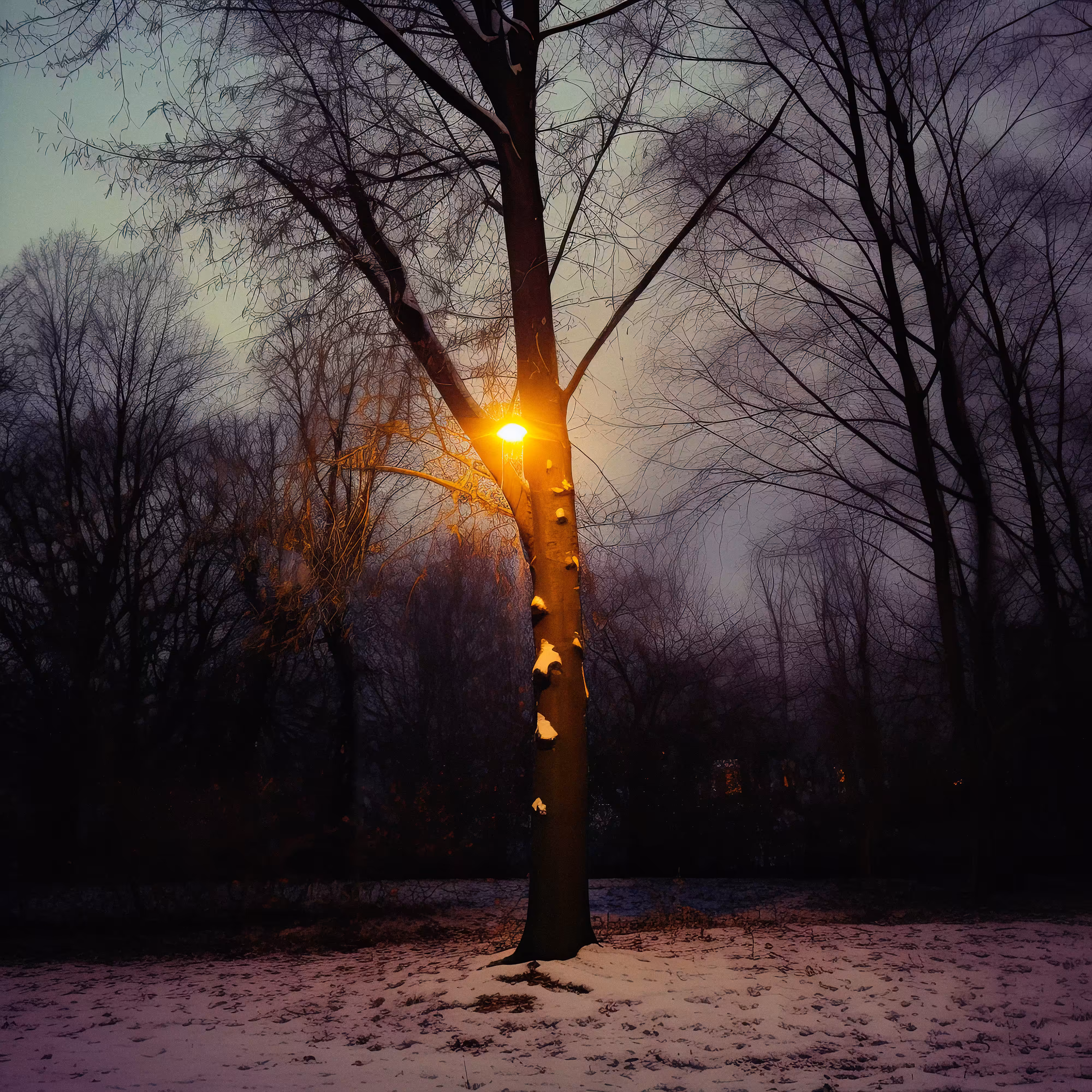 Lamp Tree