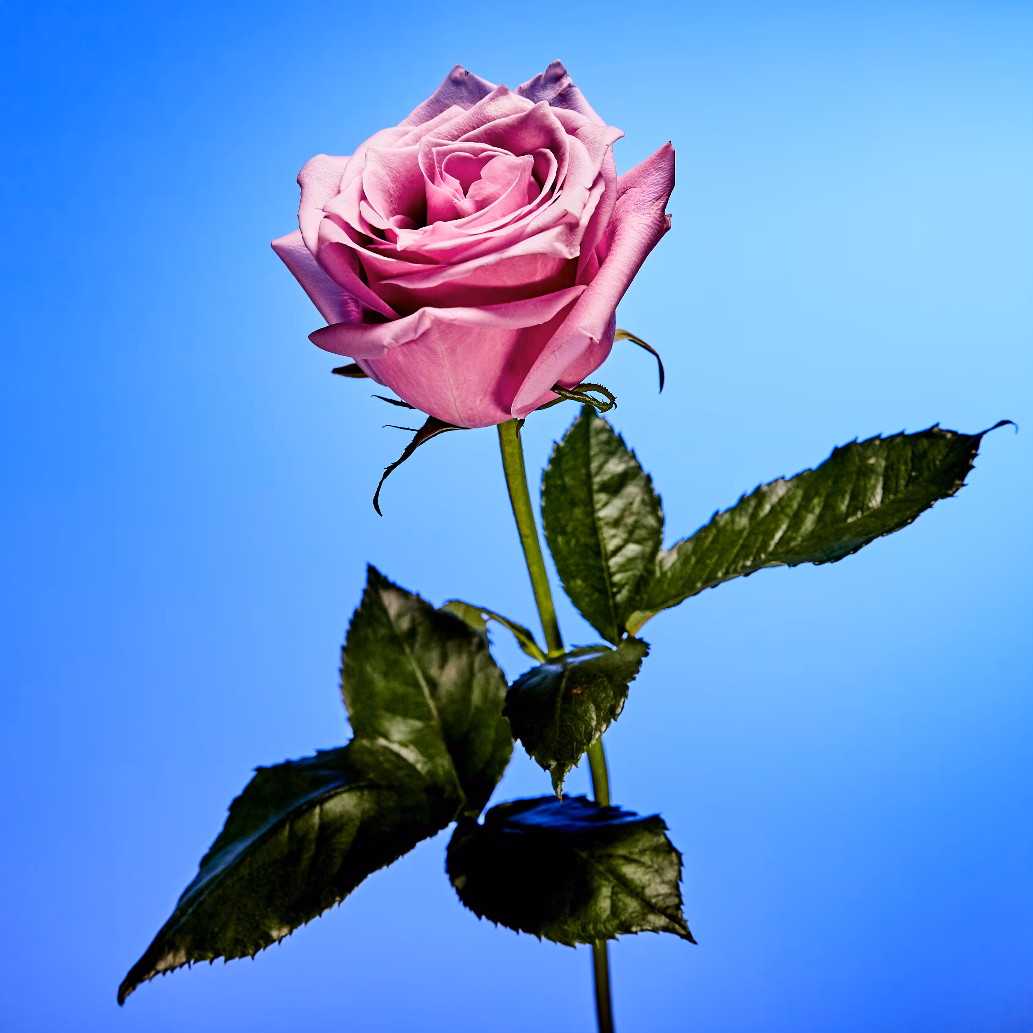 Flower #48