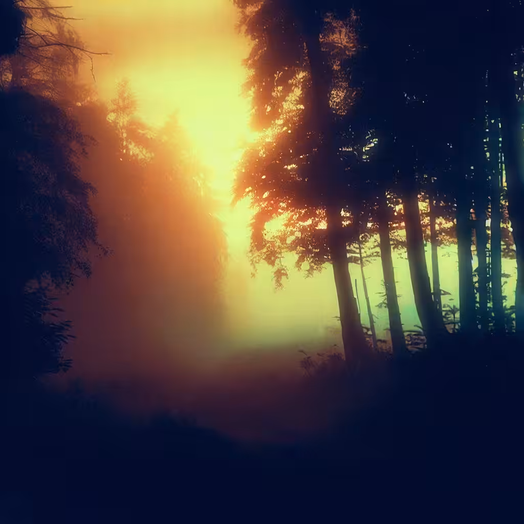 imagine being trapped in a forest where it's always sunset
