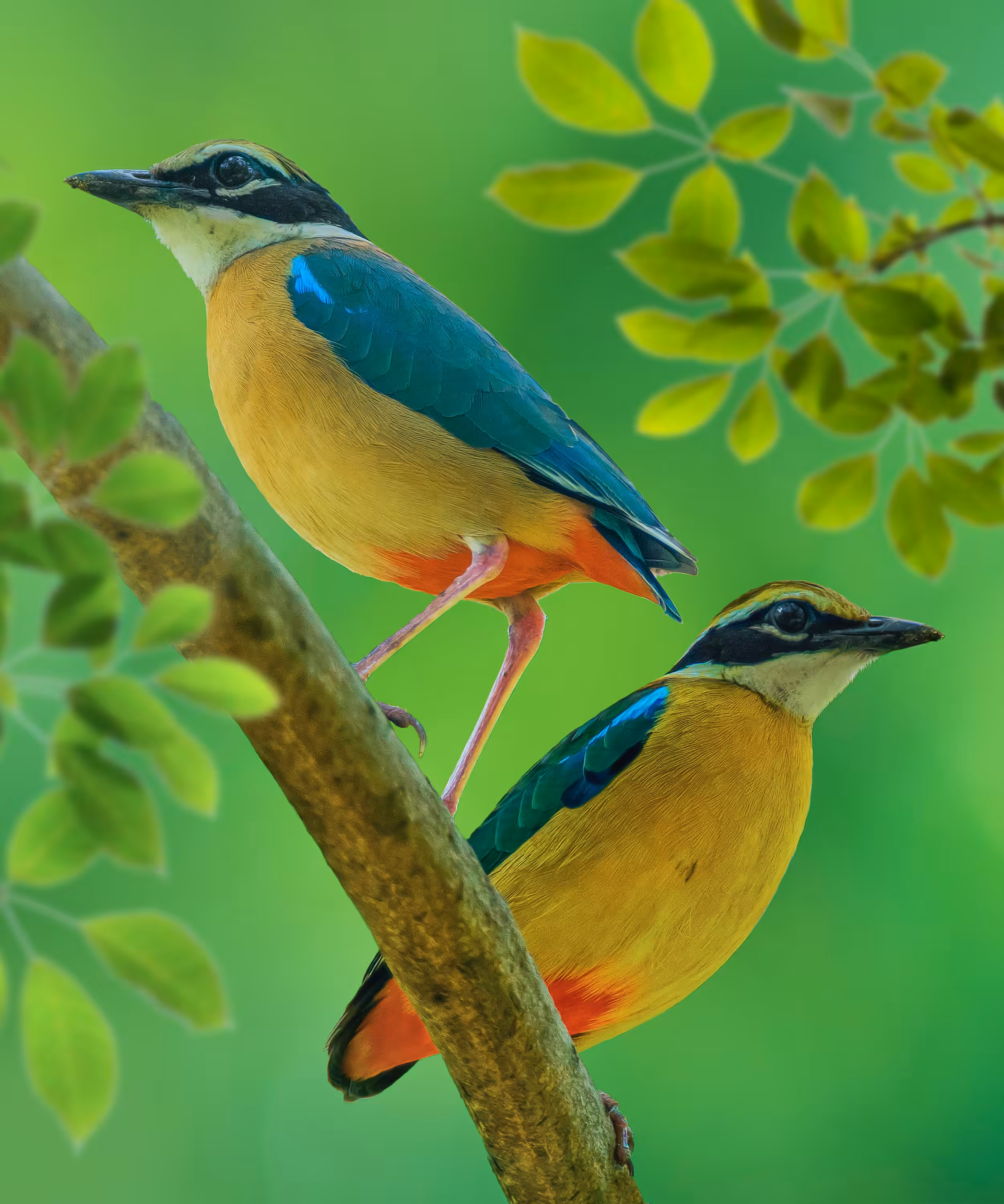 Indian Pitta (the 9 Colored Bird)