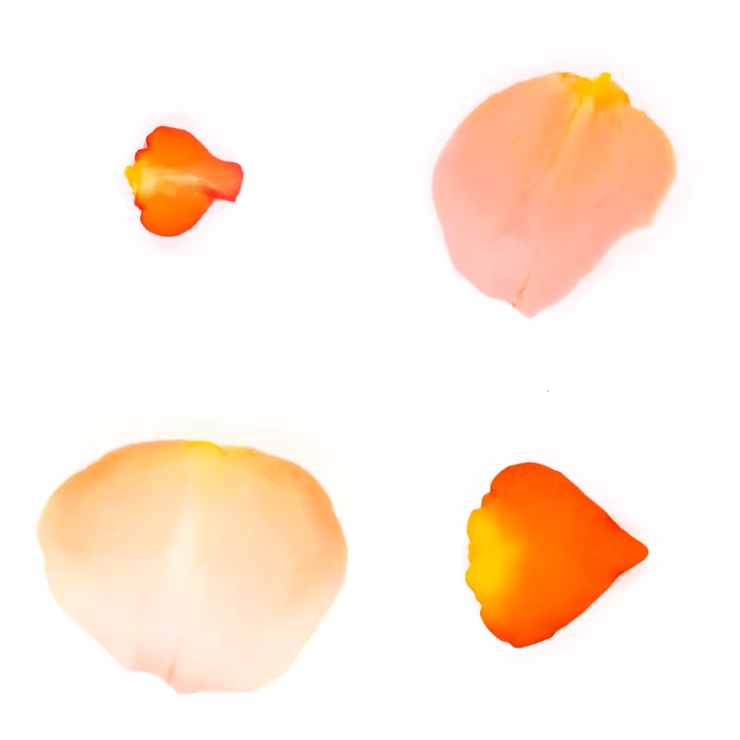 Infinite Petals 2x2#4013