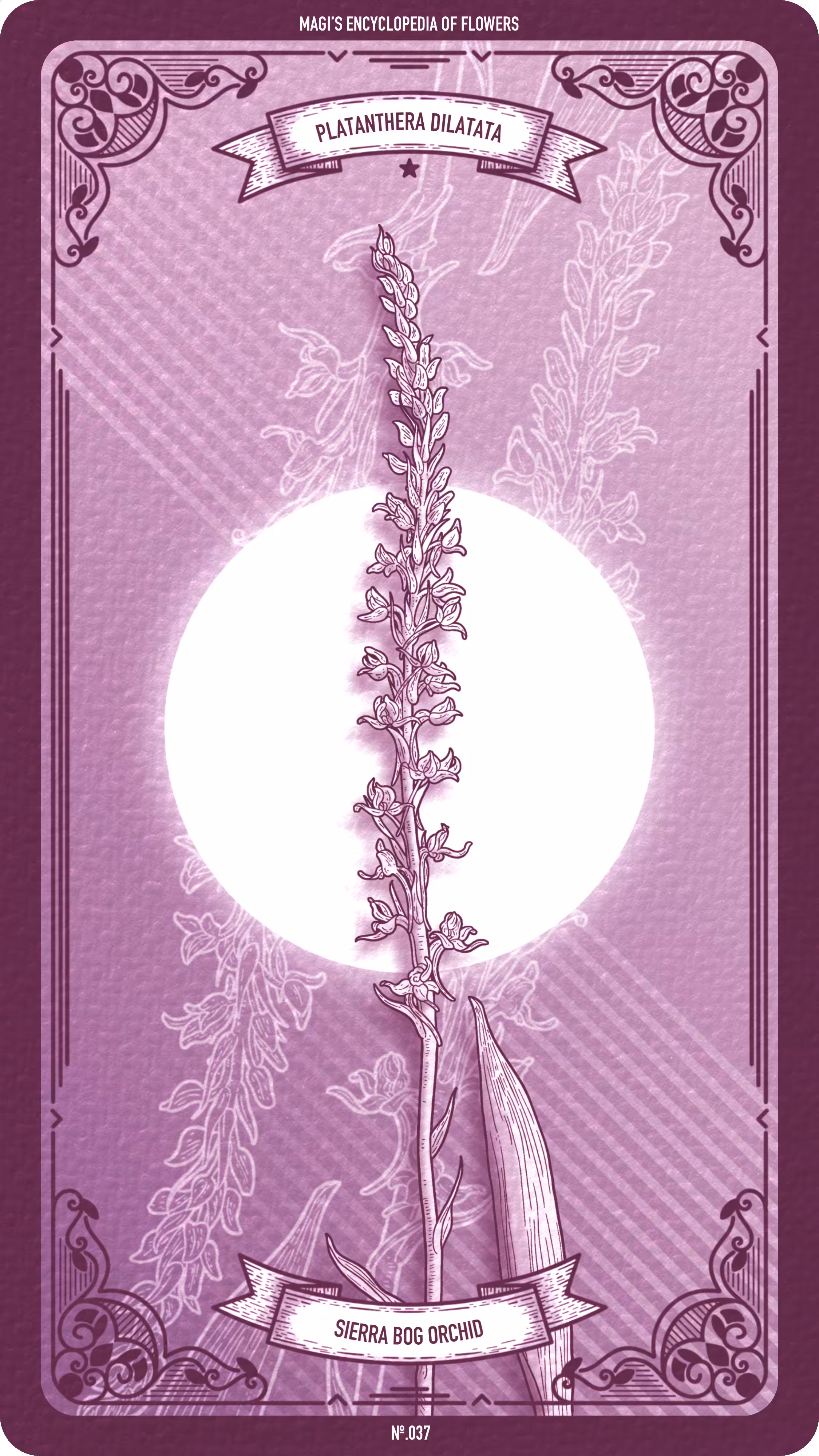 Magi's Encyclopedia of Flowers: 037 Sierra Bog Orchid