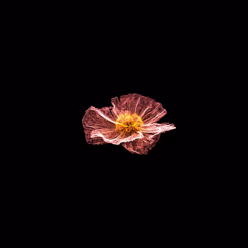 White Poppy 30 #48