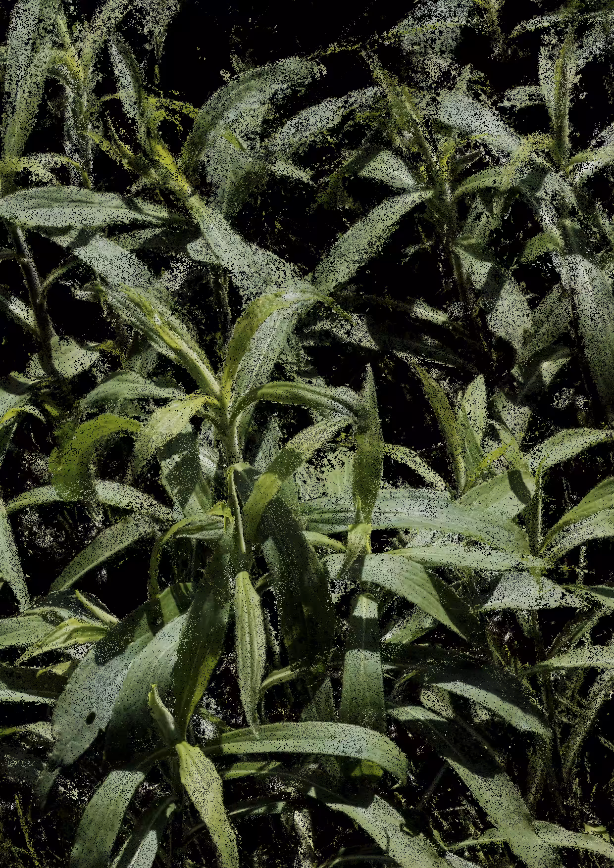 Overgrowth 0365
