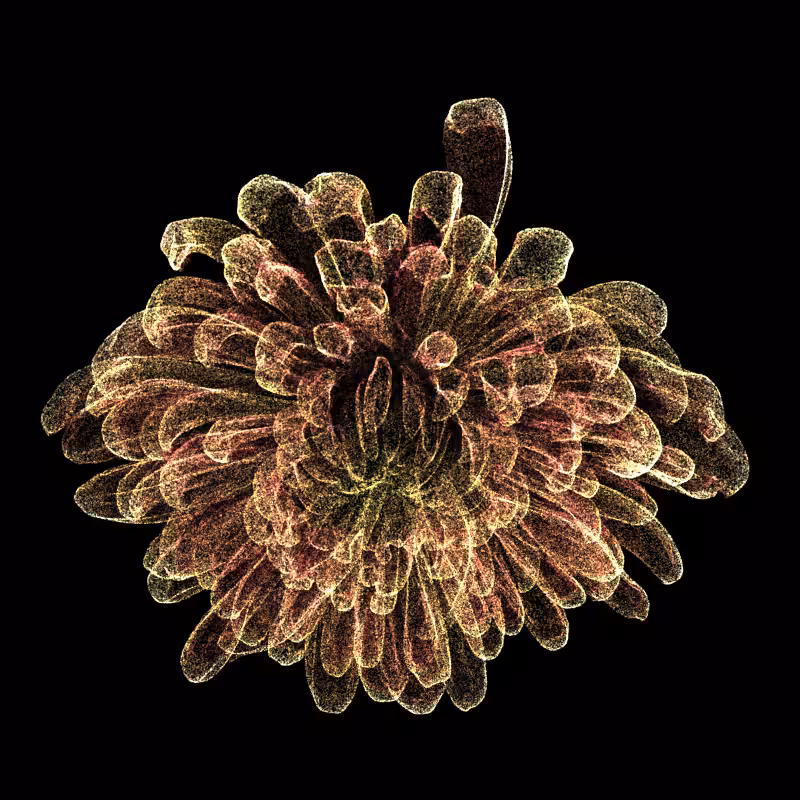 Chrysanthemum Morifolium 30 #134