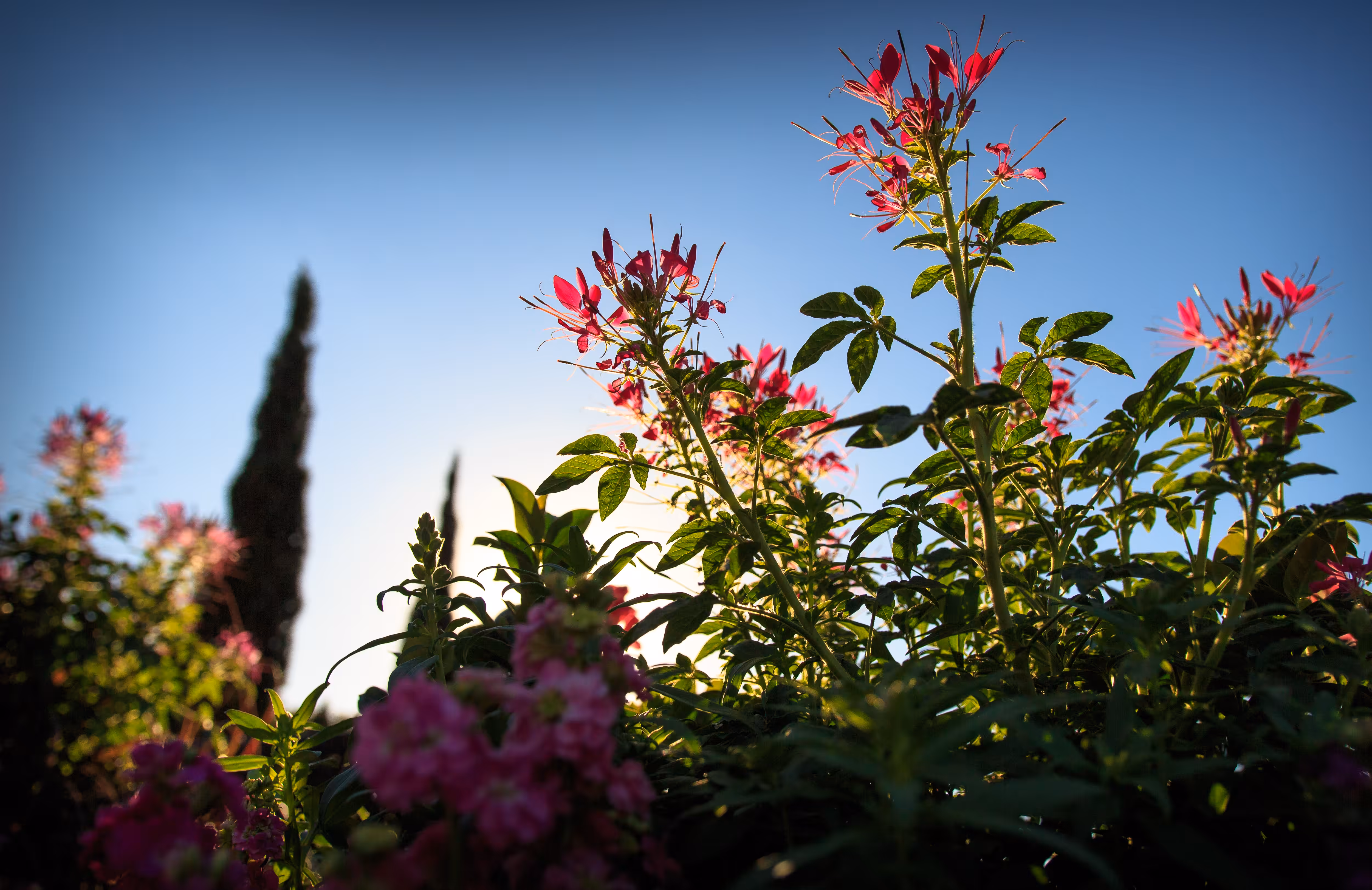 Springing to Life