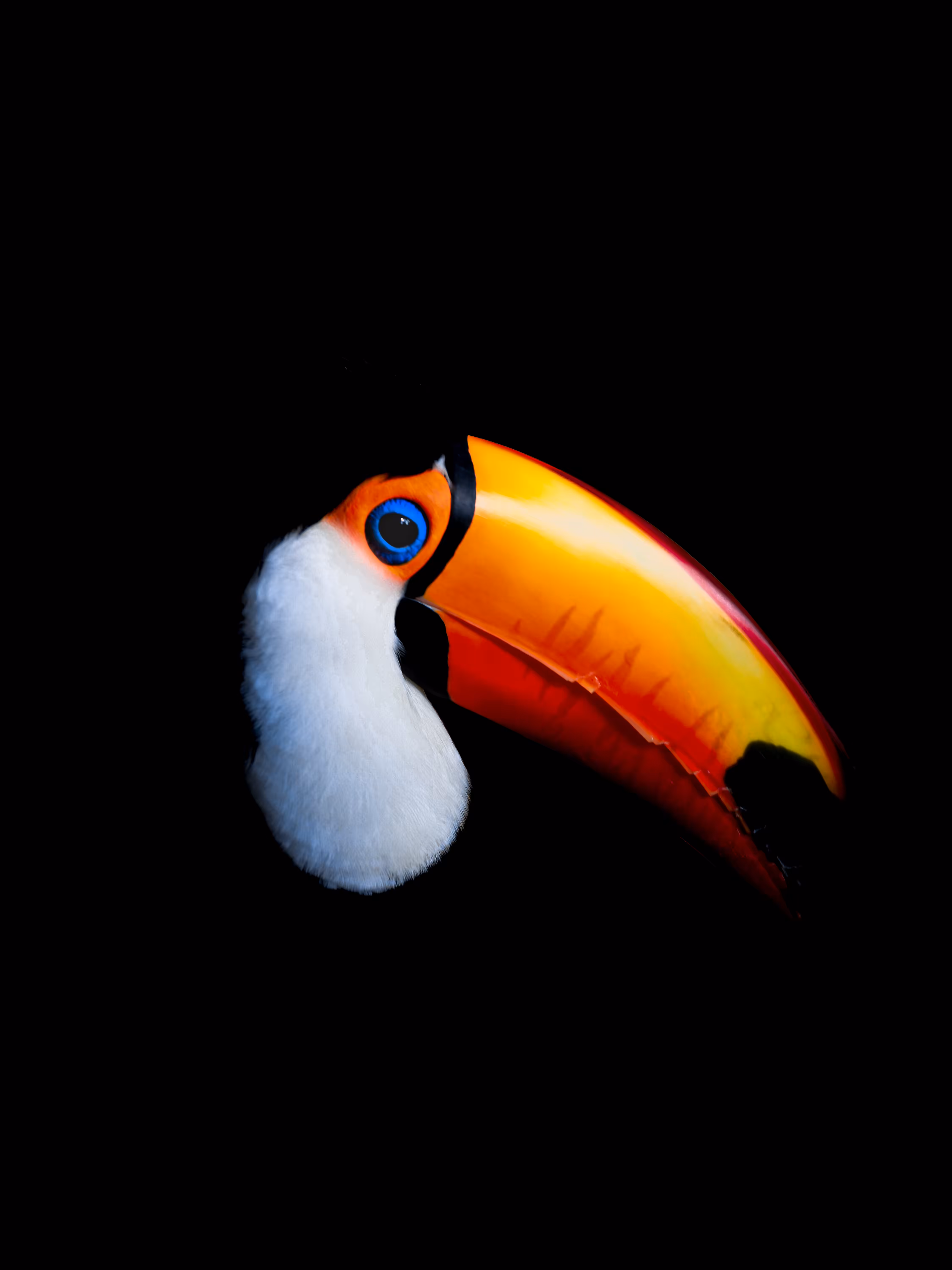 Toco Toucan