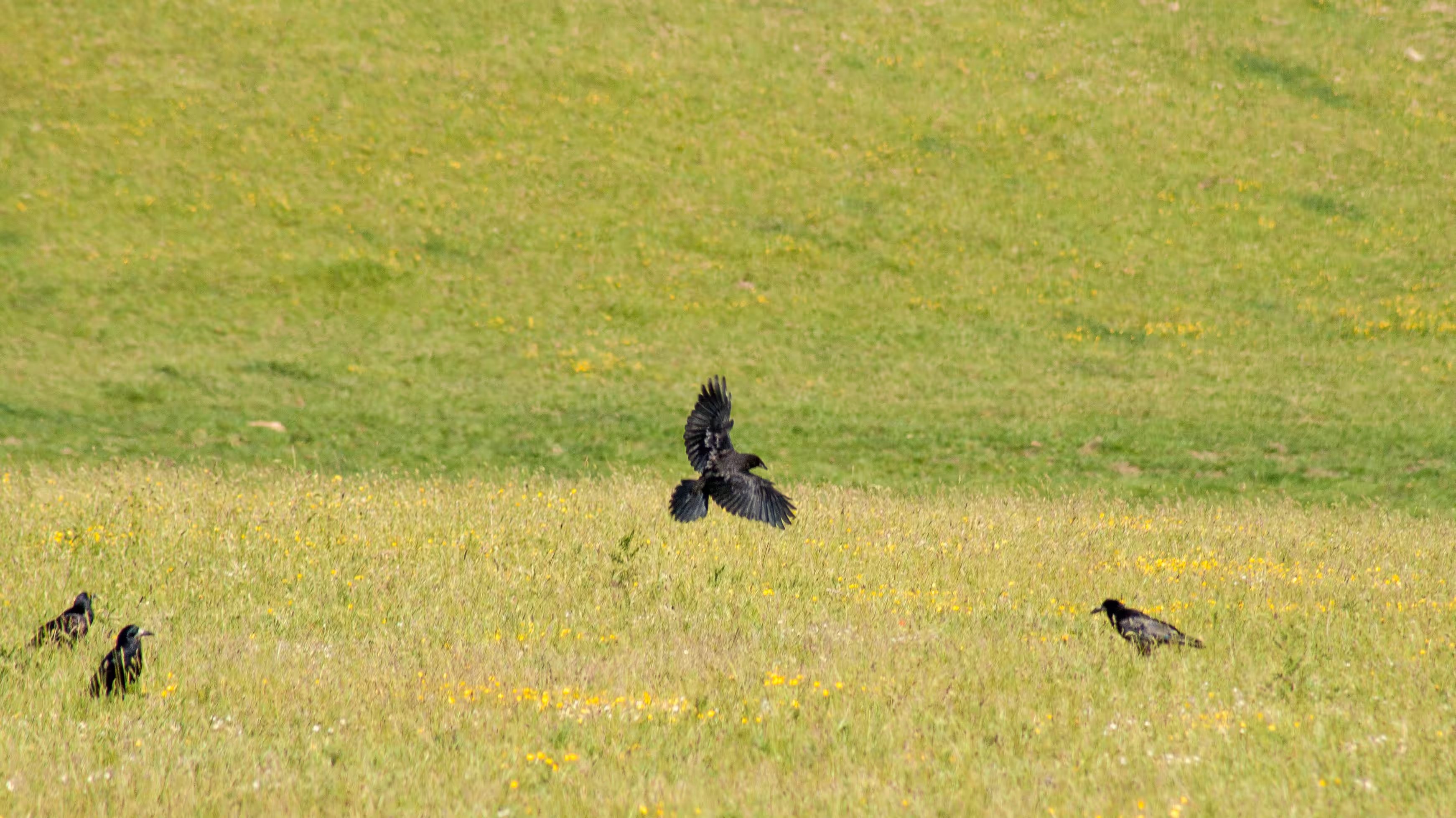 A Murder of Crows - 1