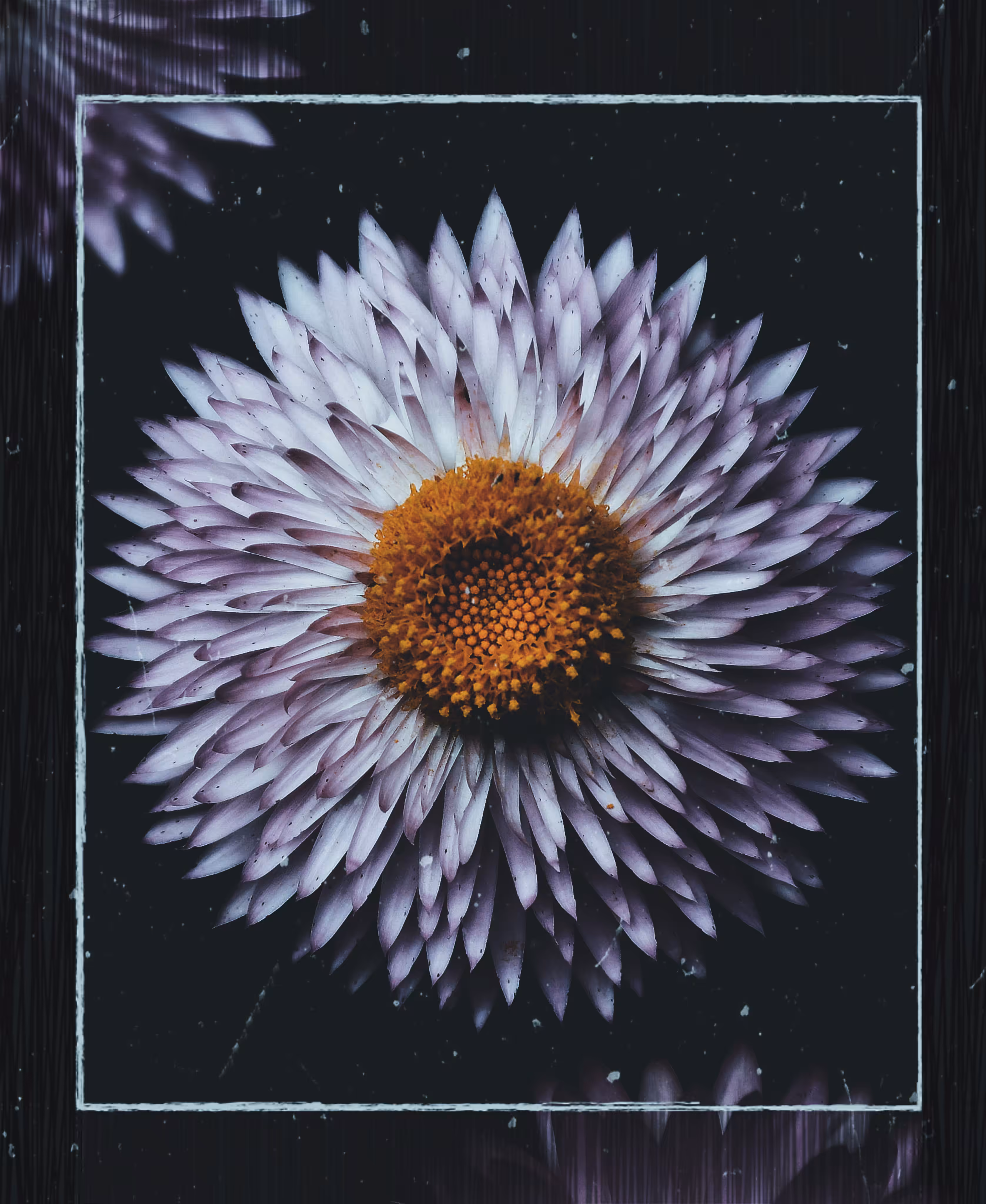Flowers bloom with no regrets
