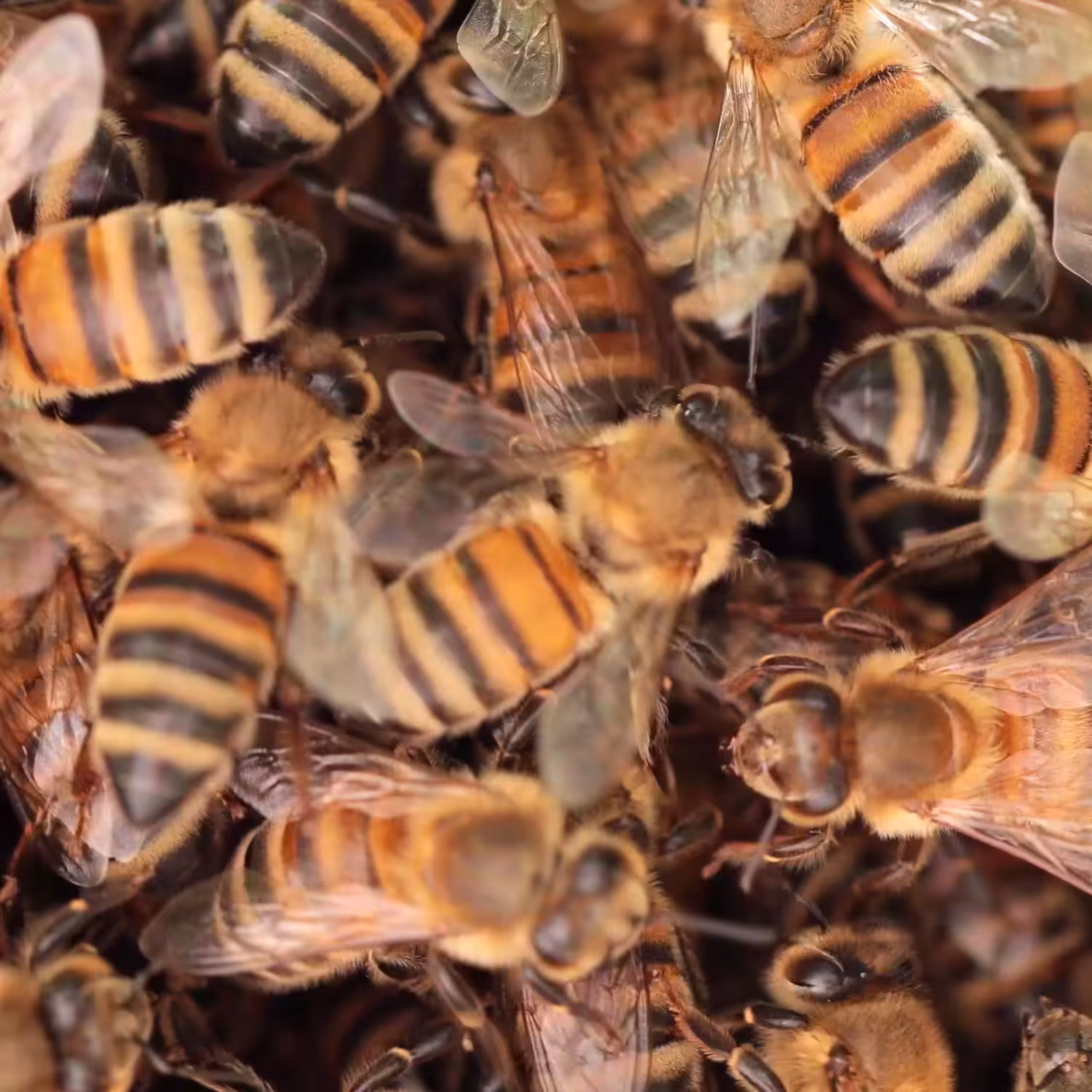 Bee Conservation