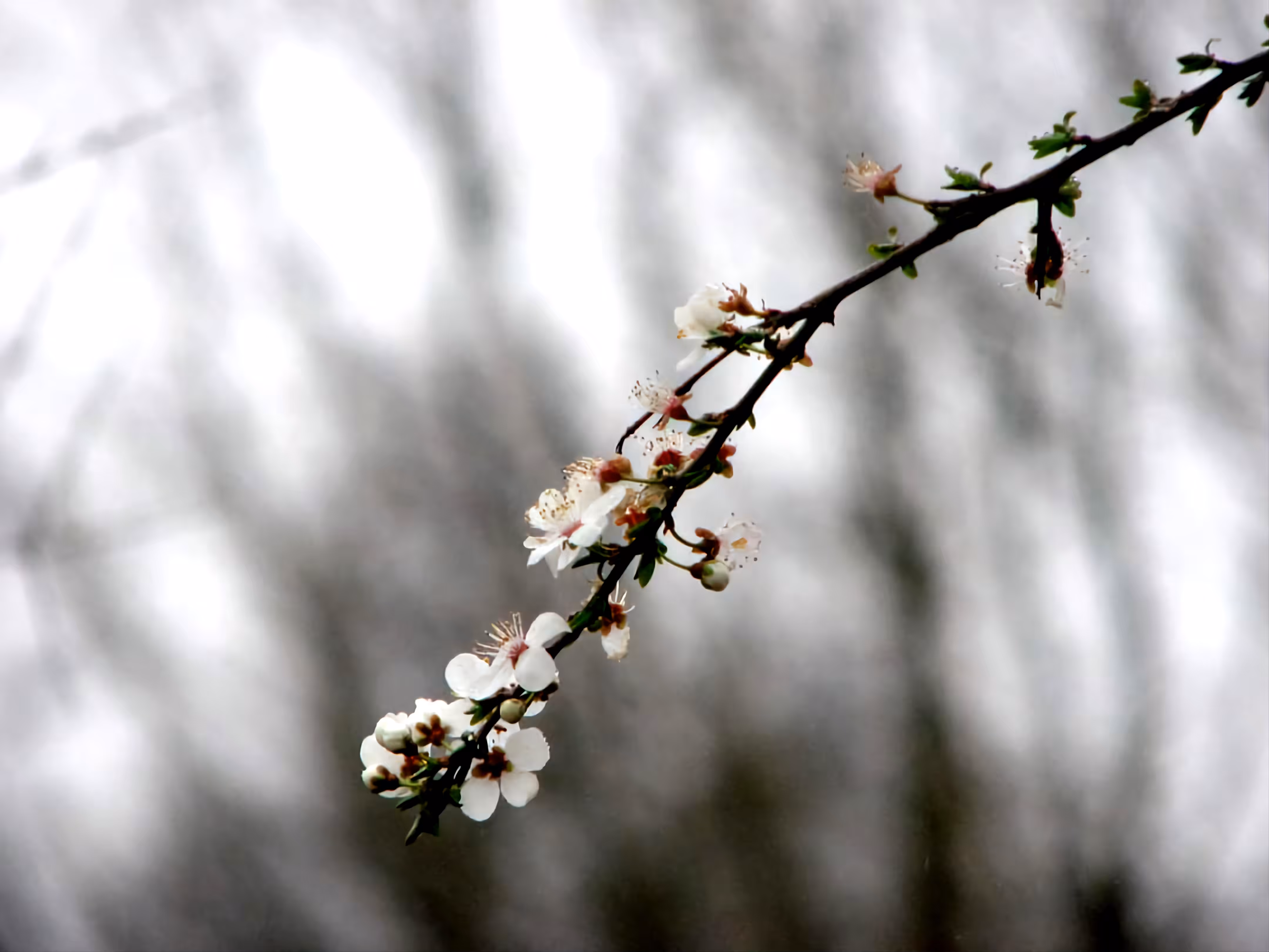 Blossom