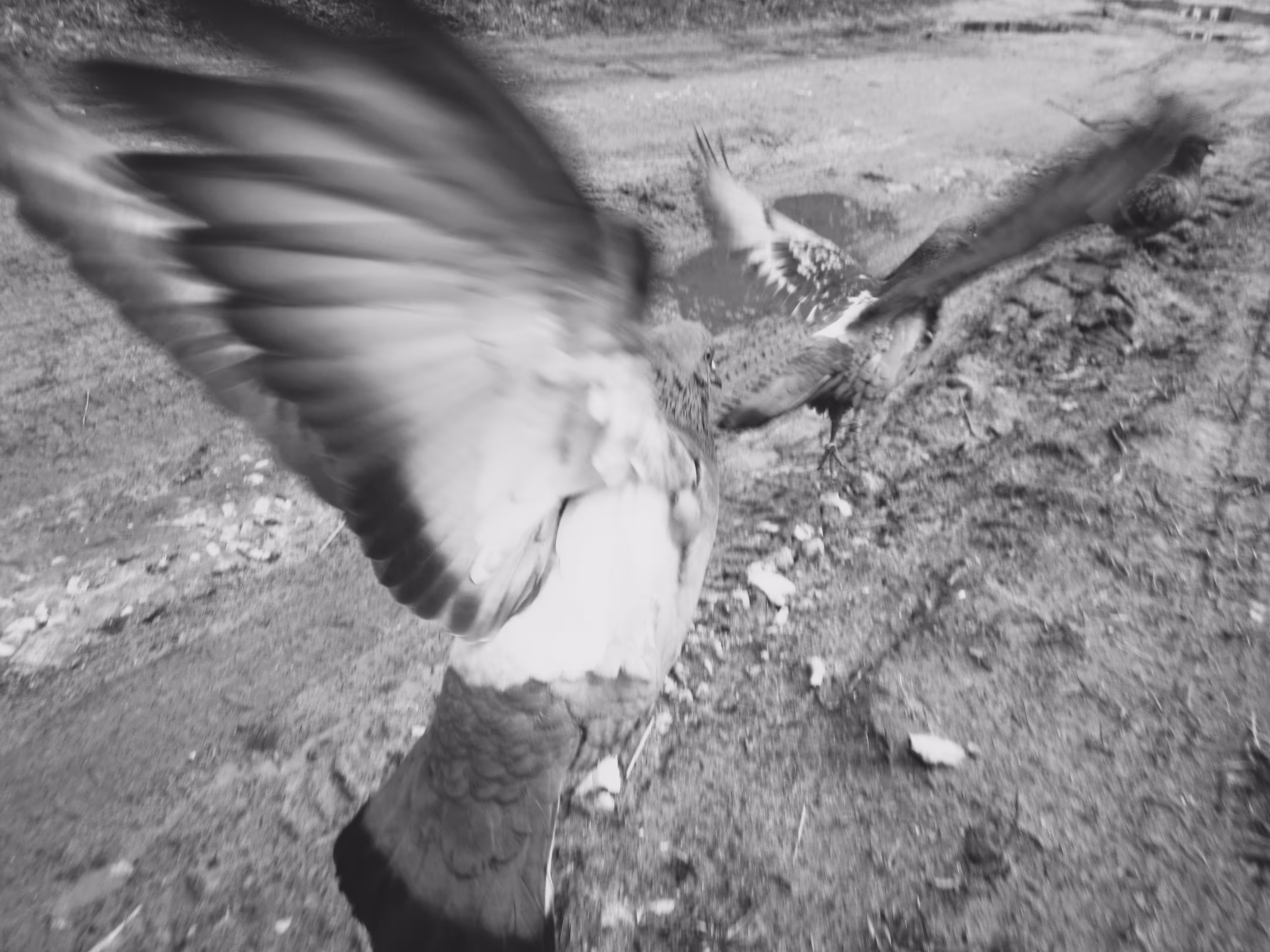 Flying with pigeons