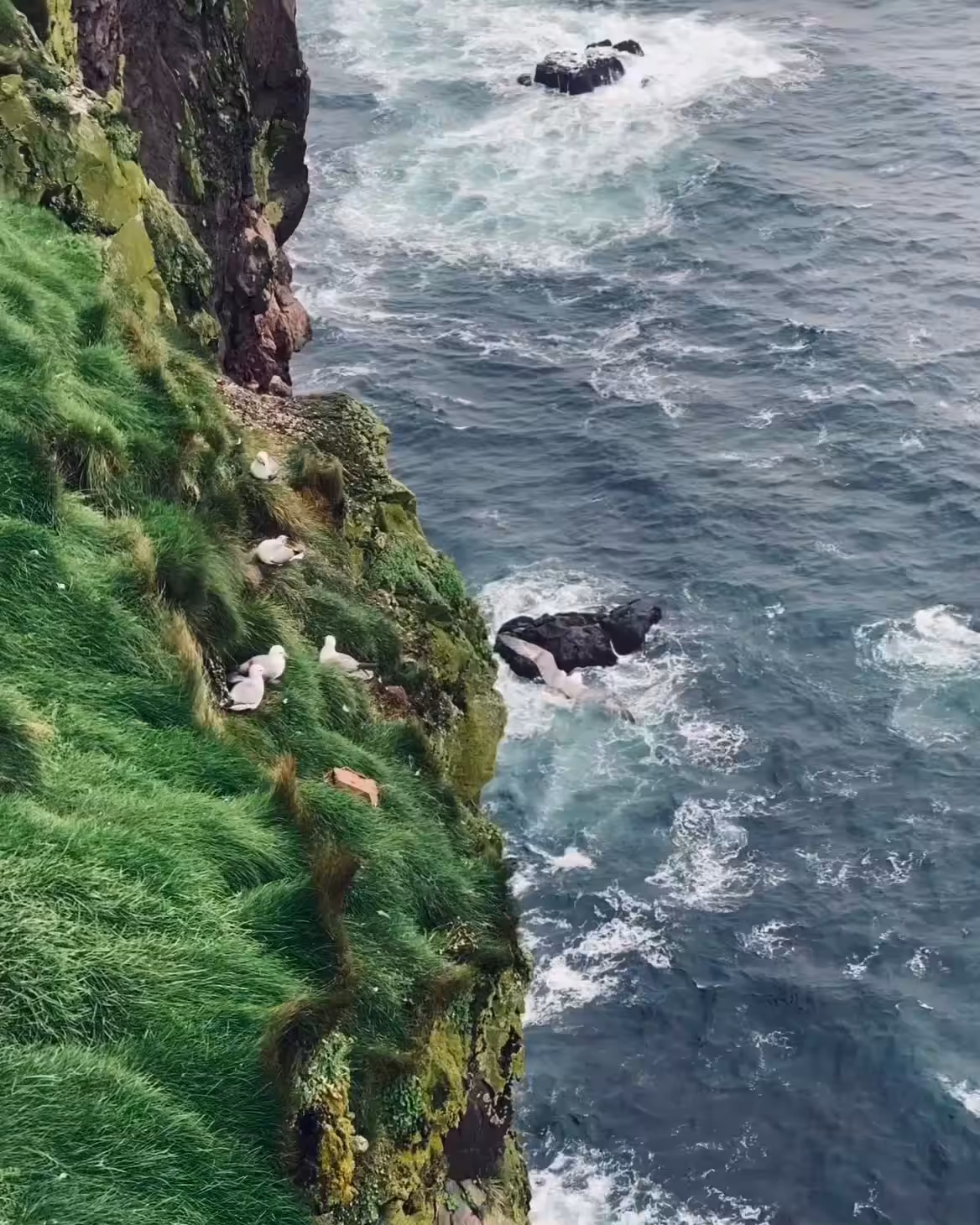 cliff nests 🕊🌊