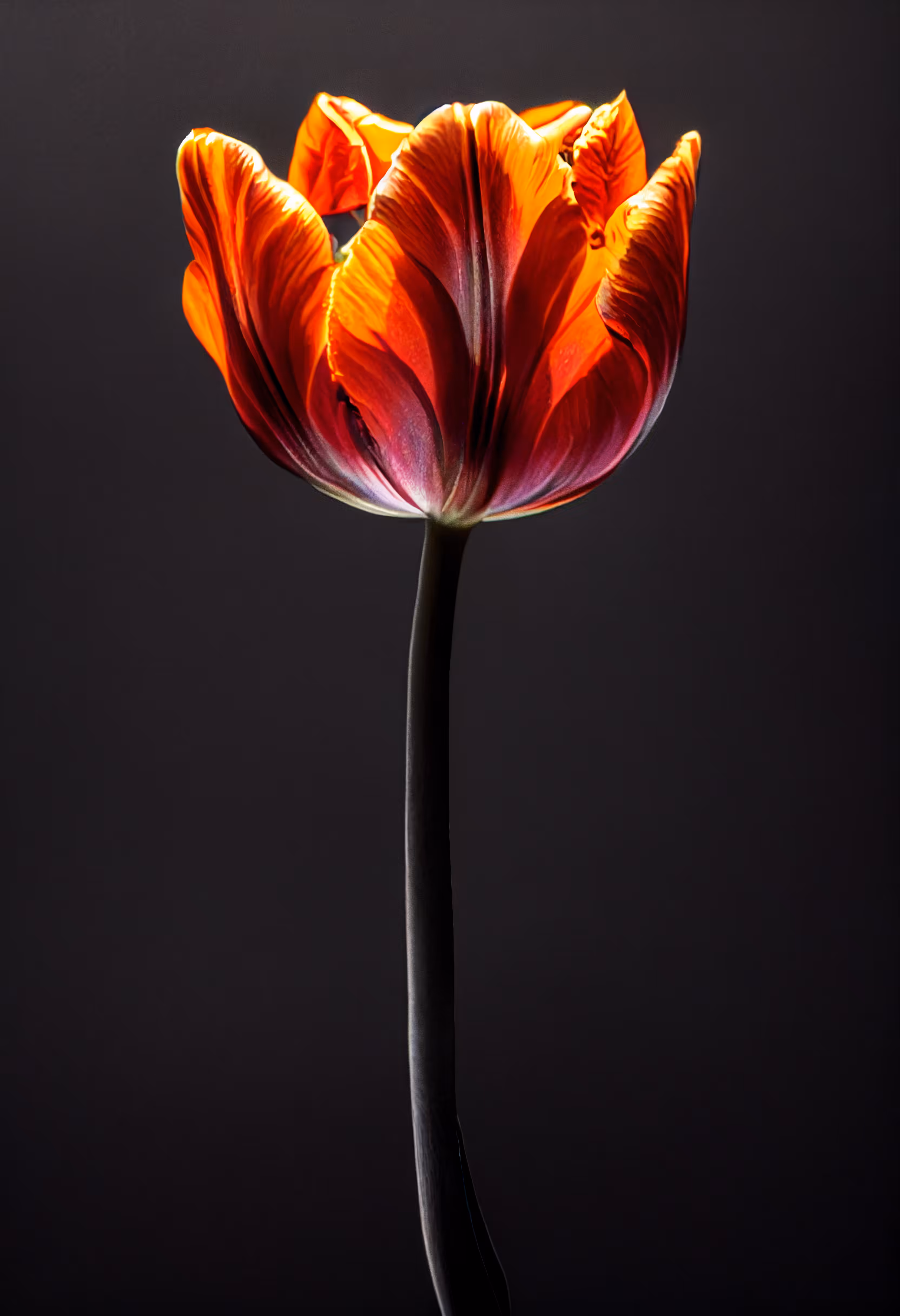 A Flower, Just For You. #63