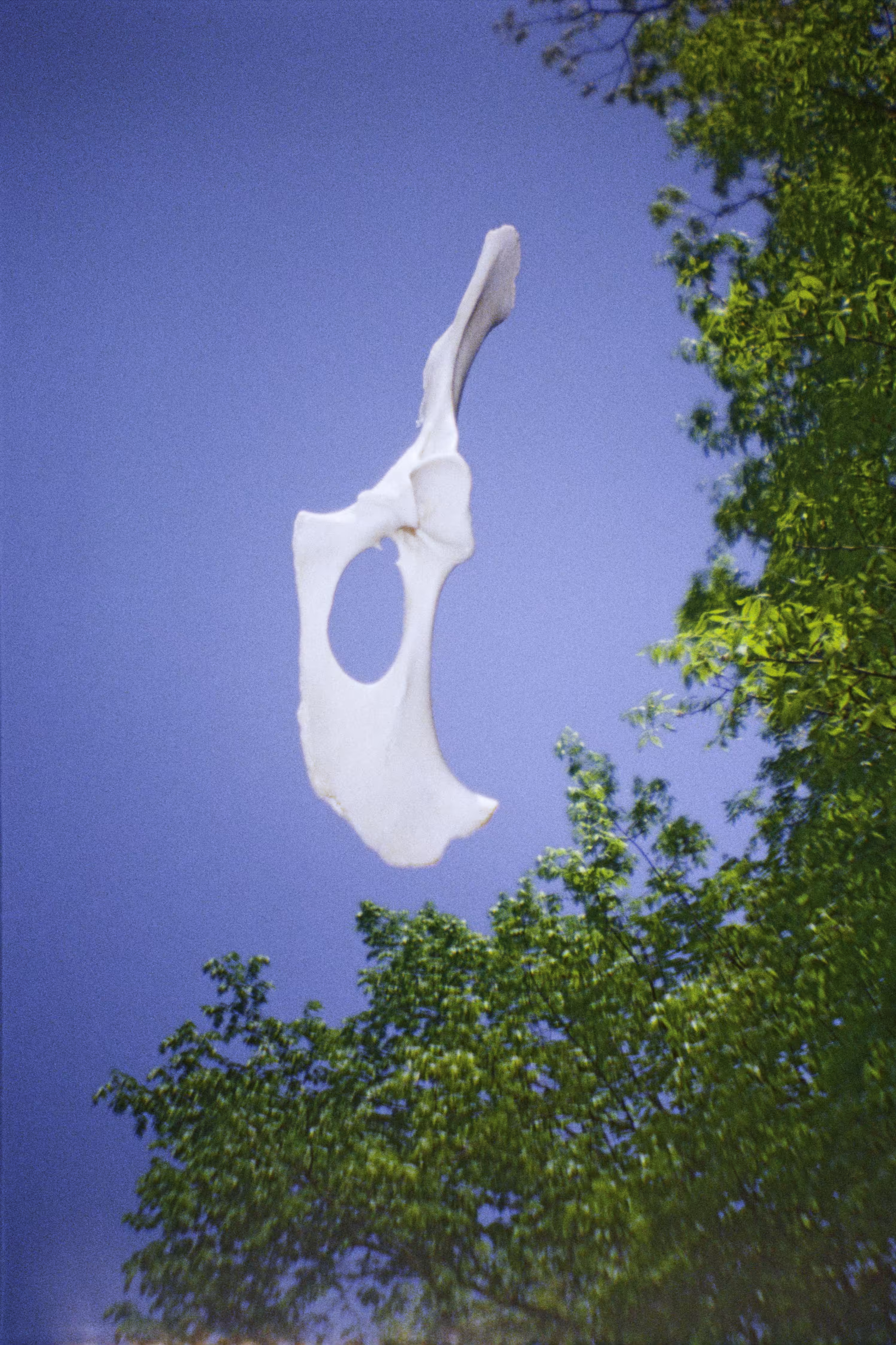 Bones - Vanishing Of The Genuine: Whole