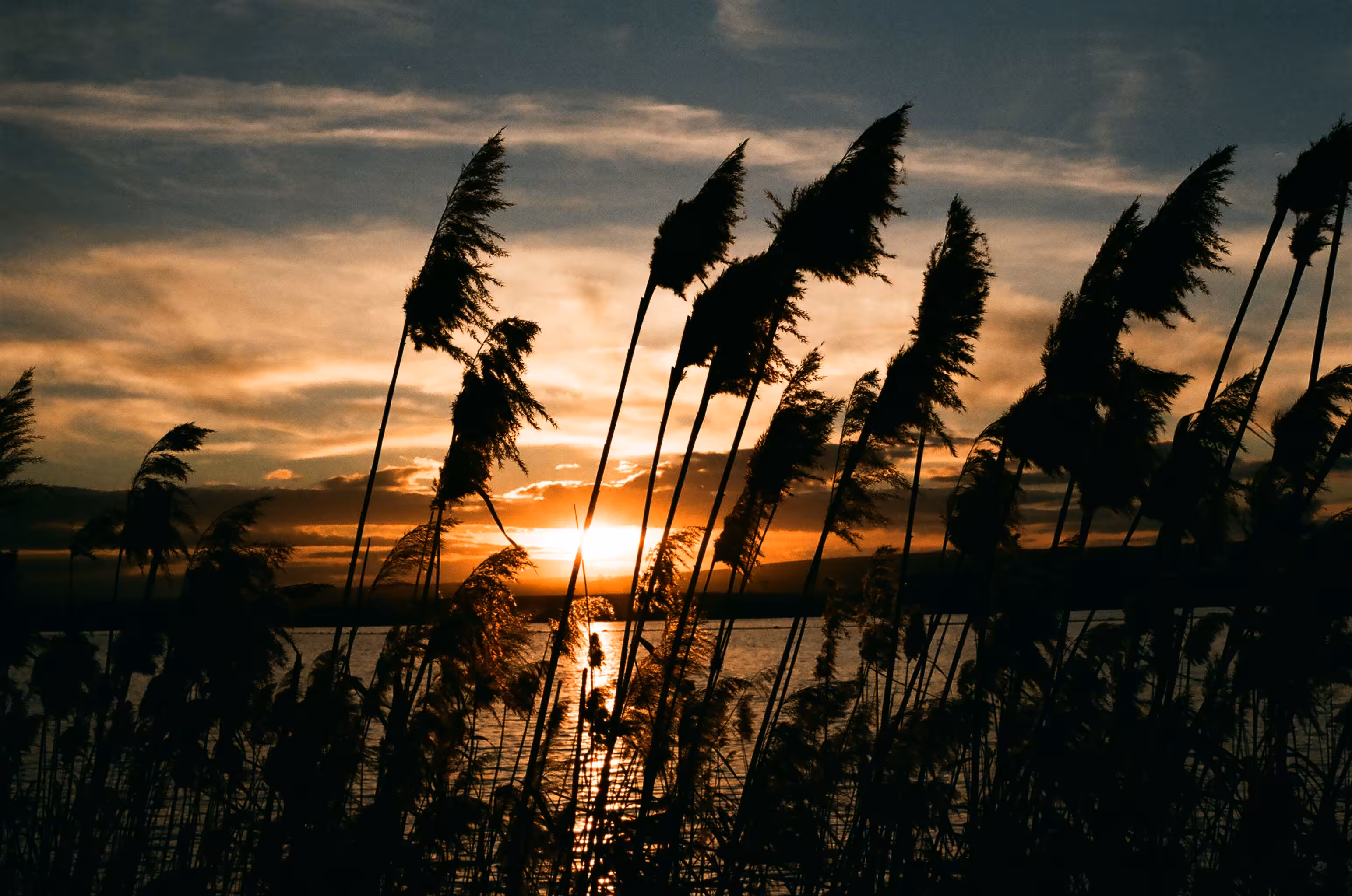 Orchestra of Reeds
