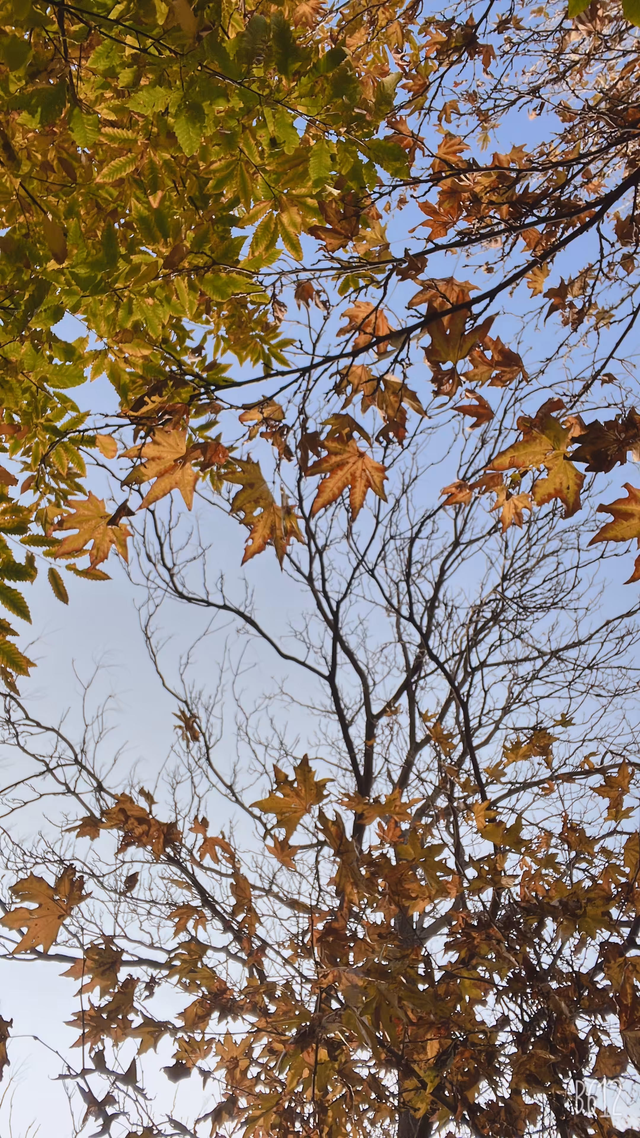 Colorful leaves