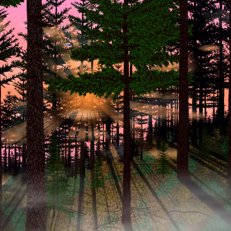 Forest Sunrise #47