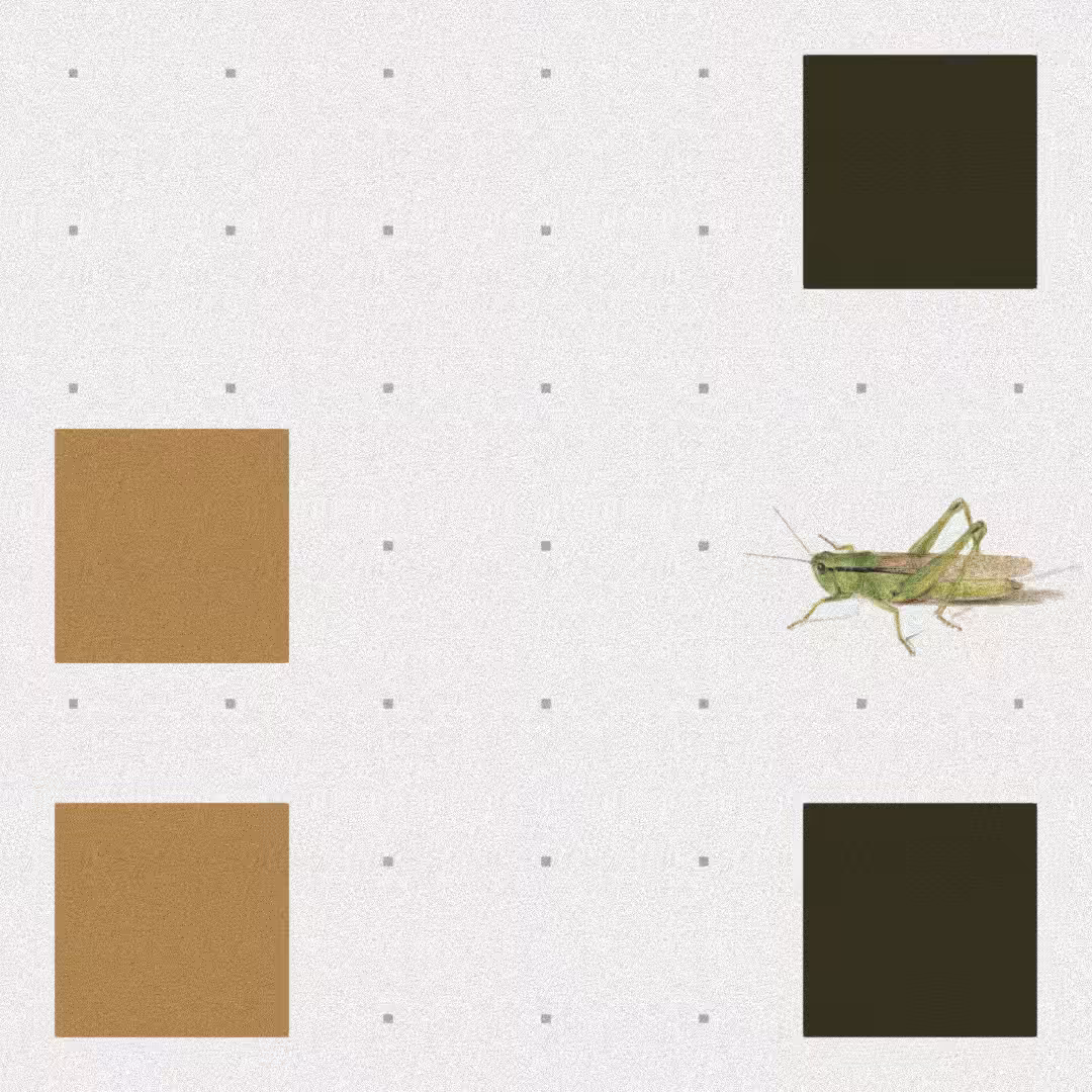 Grasshopper #66