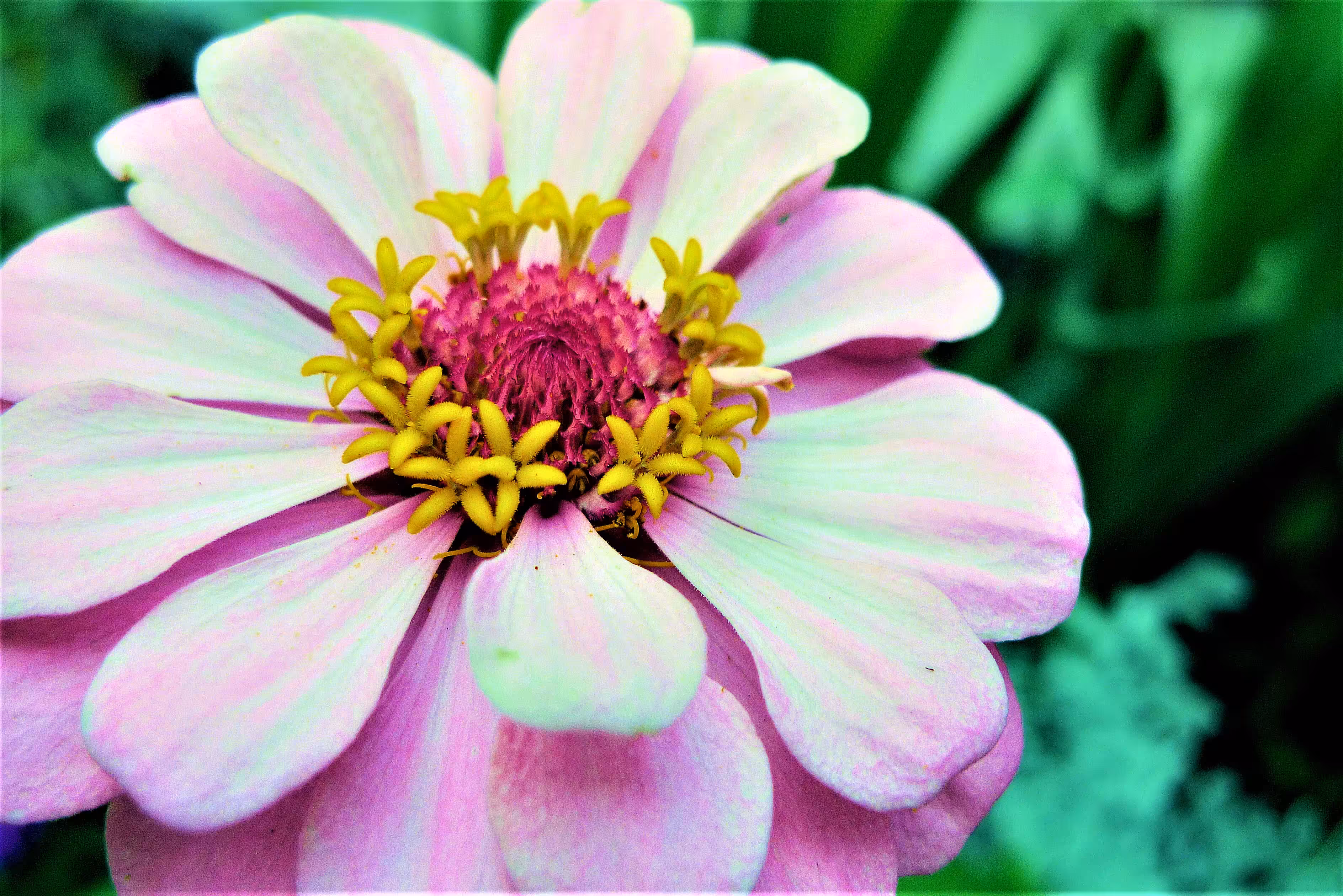 XTZ Flower