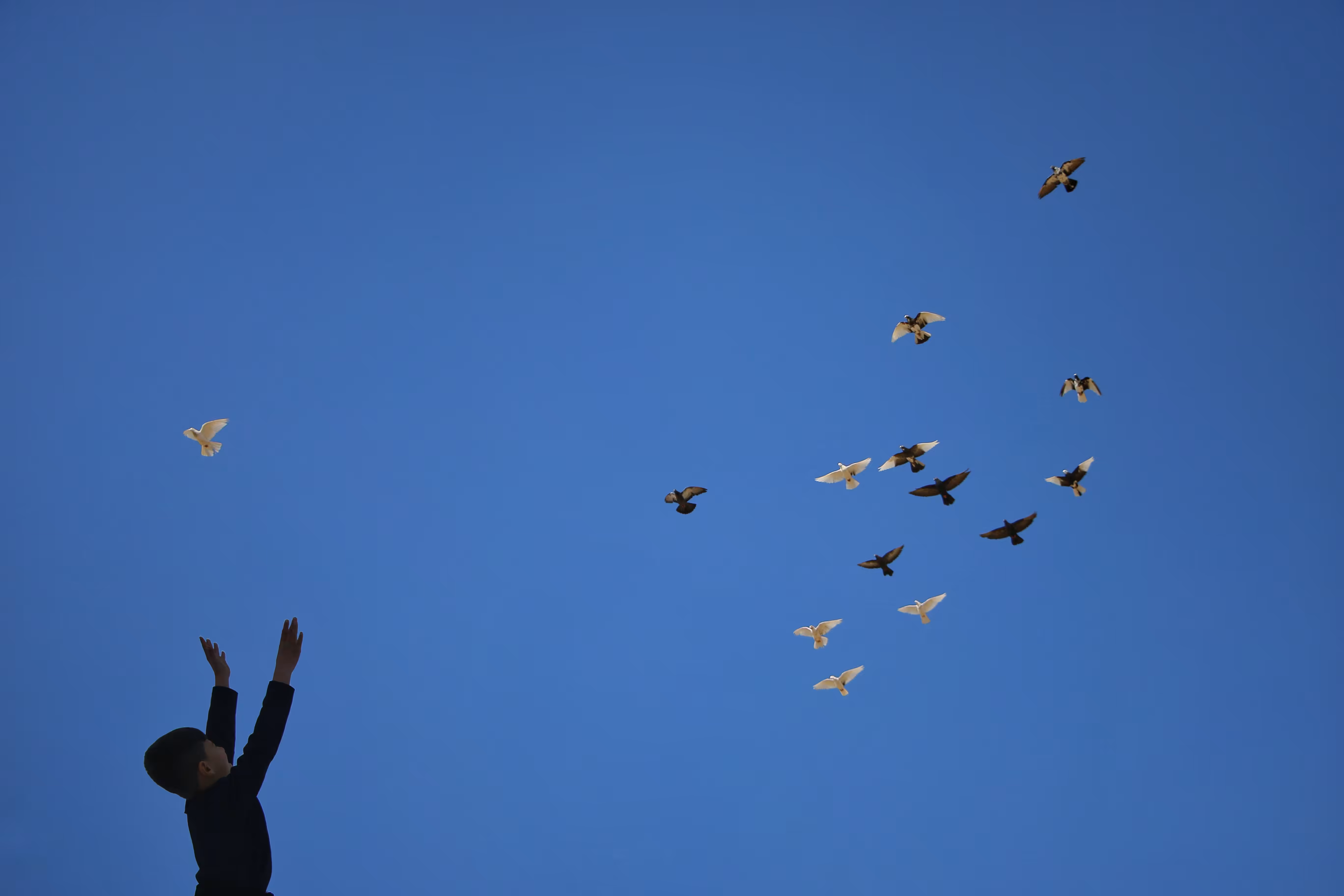 The desire to fly