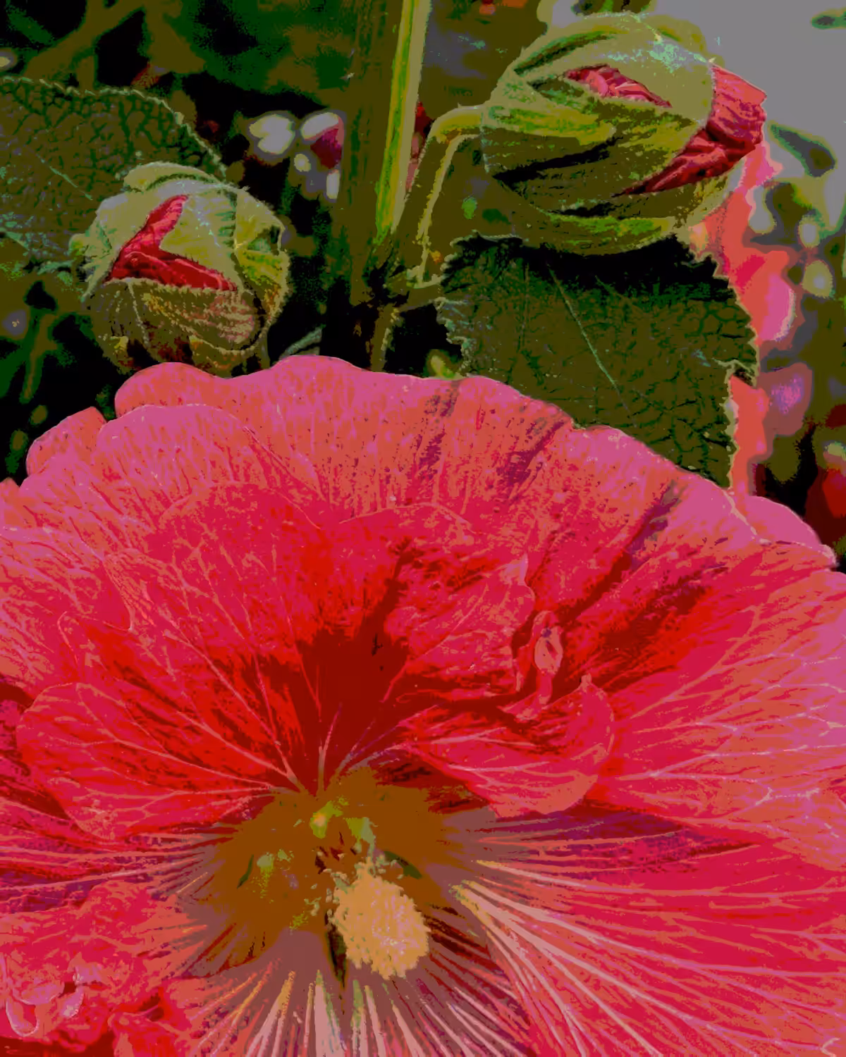 .hollyhock