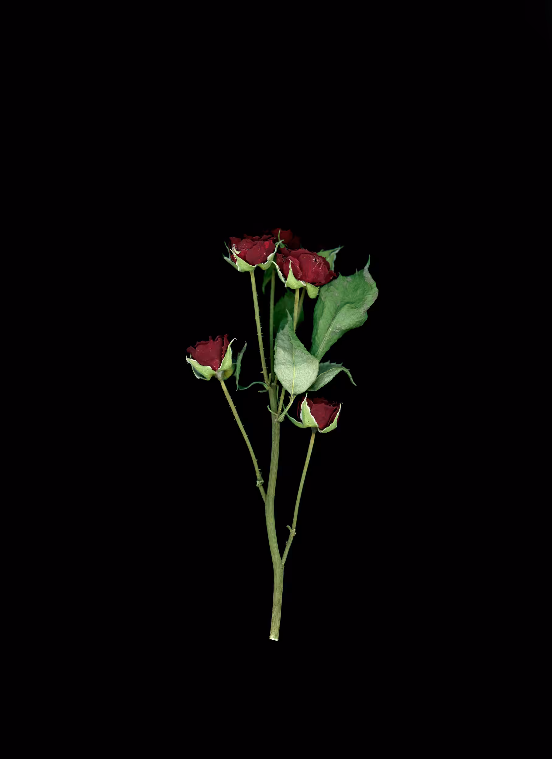 Spray Roses (2020)