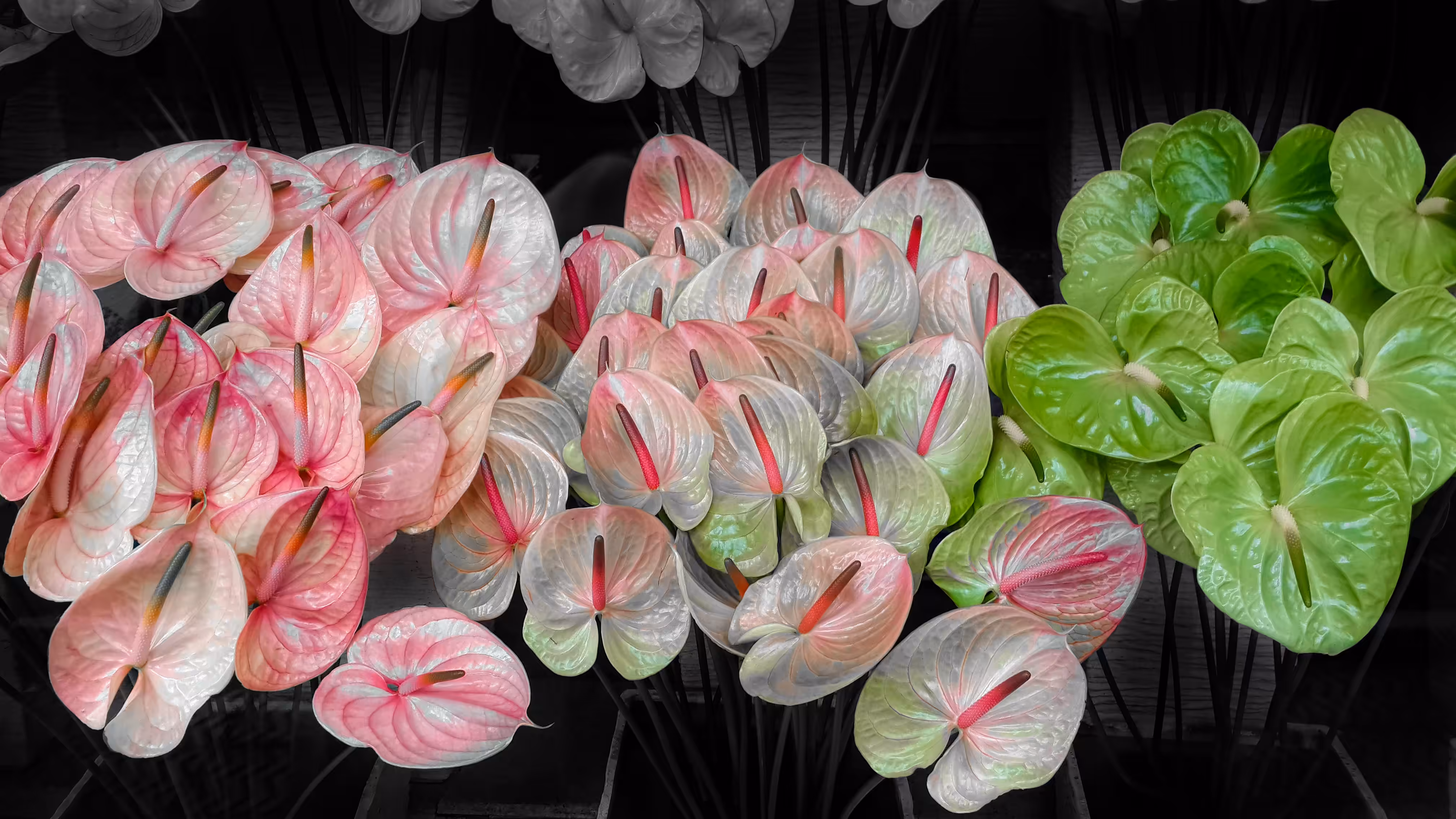 Nature’s Gentle Palette