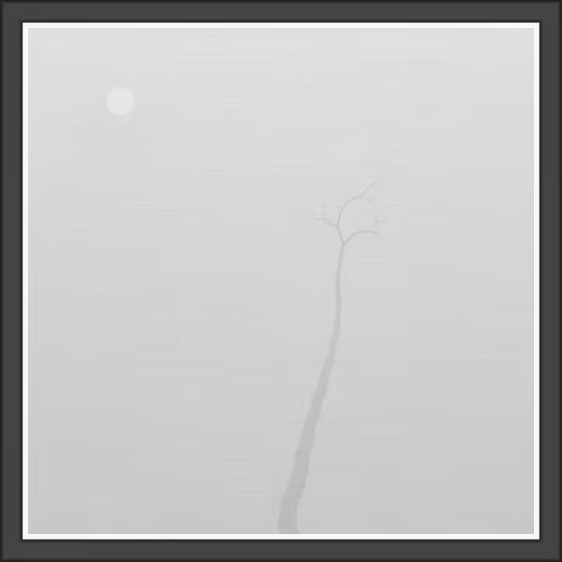 The Foggy Trees #86