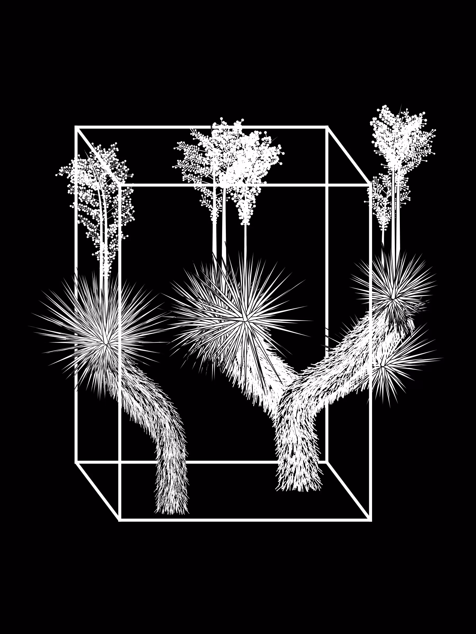 Marfa Yucca #149