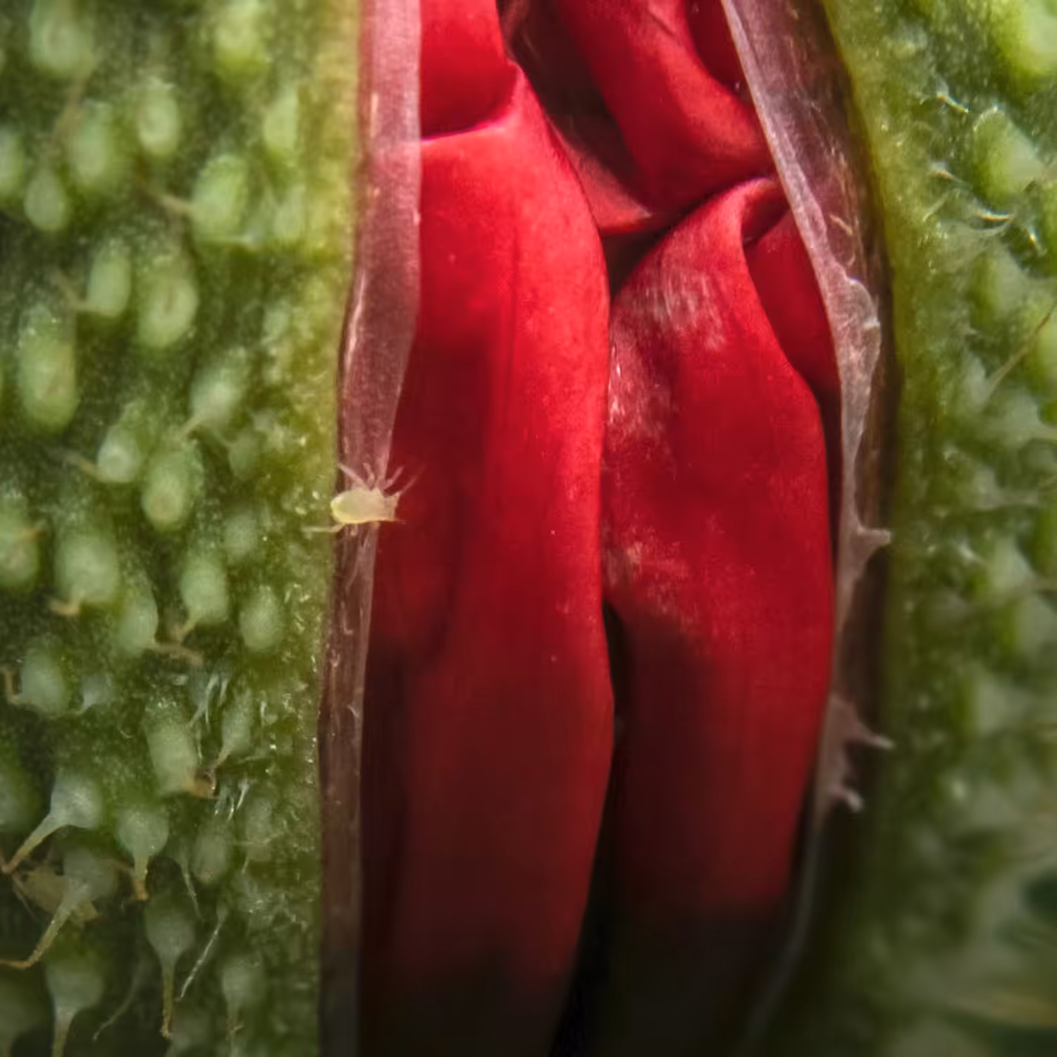 Mysterious World of a Flower