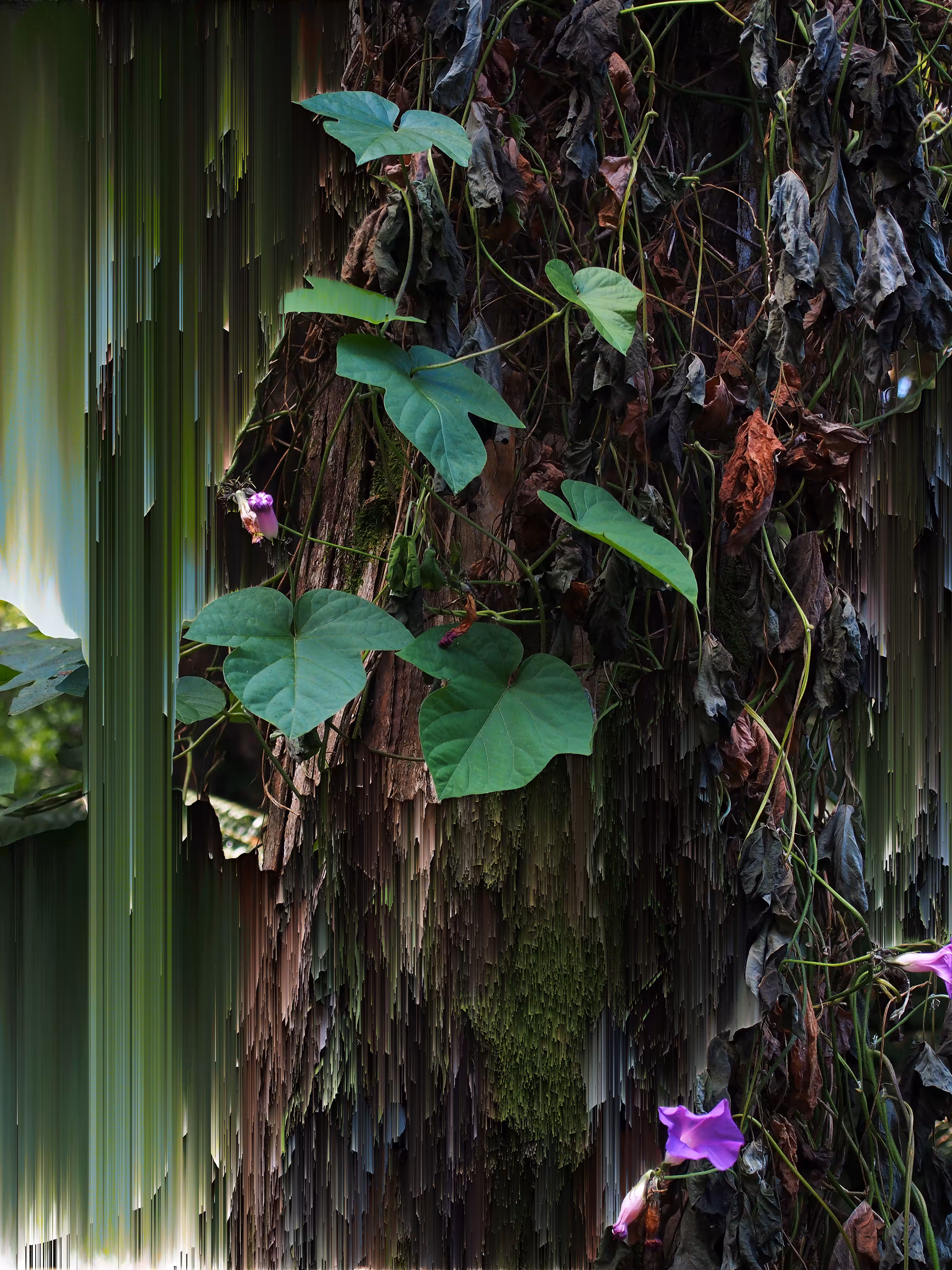 Leaves Pixel Sort 2