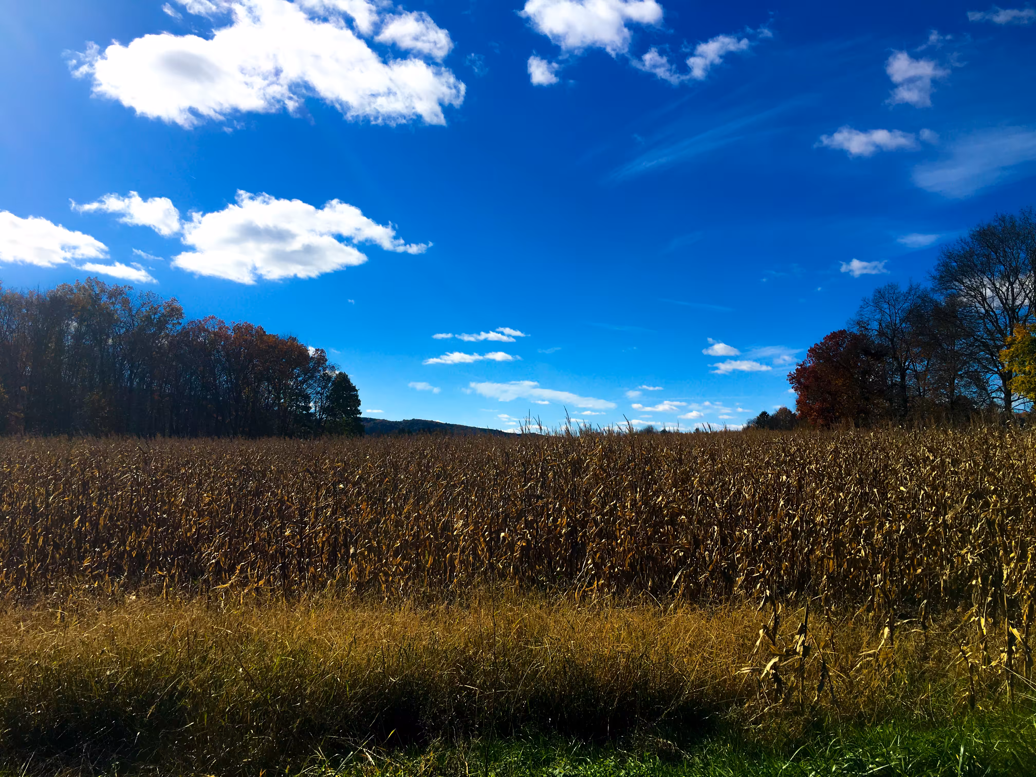 Autumn Day #2