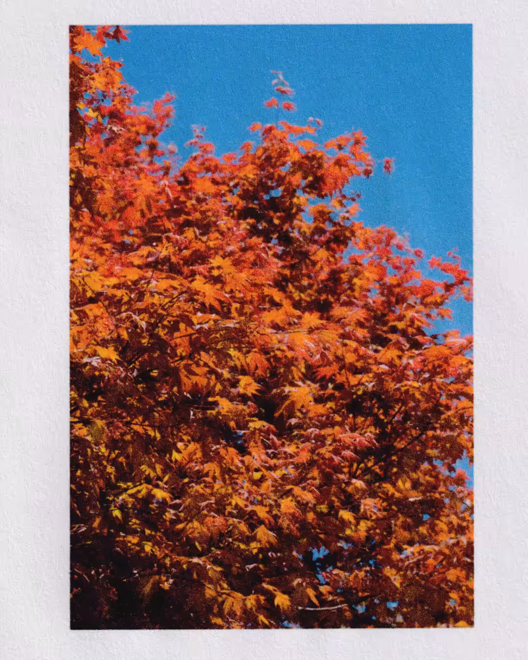 Breathing Trees 001
