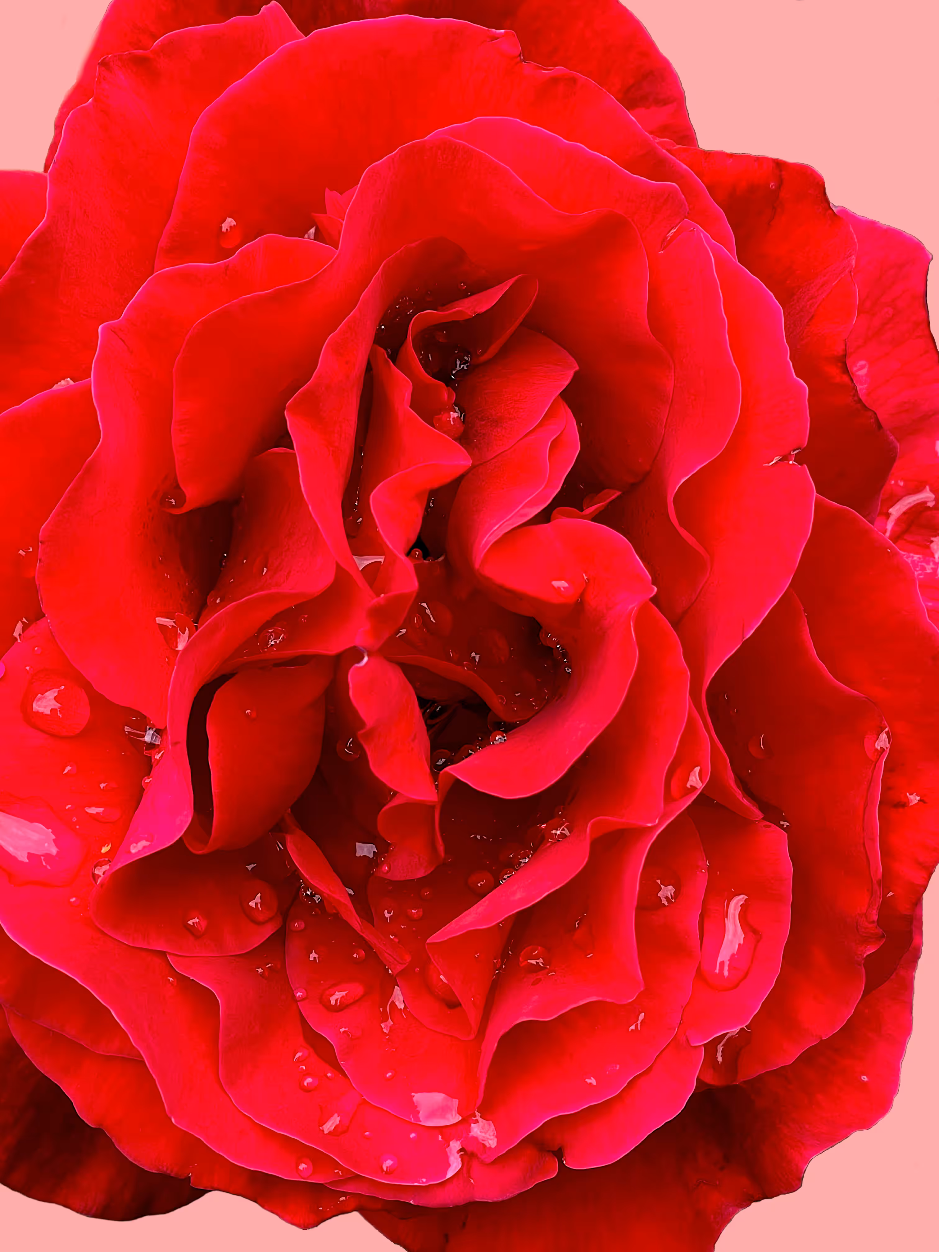 Tom Flender Photo Collection 2024 to 2026: Red Rose